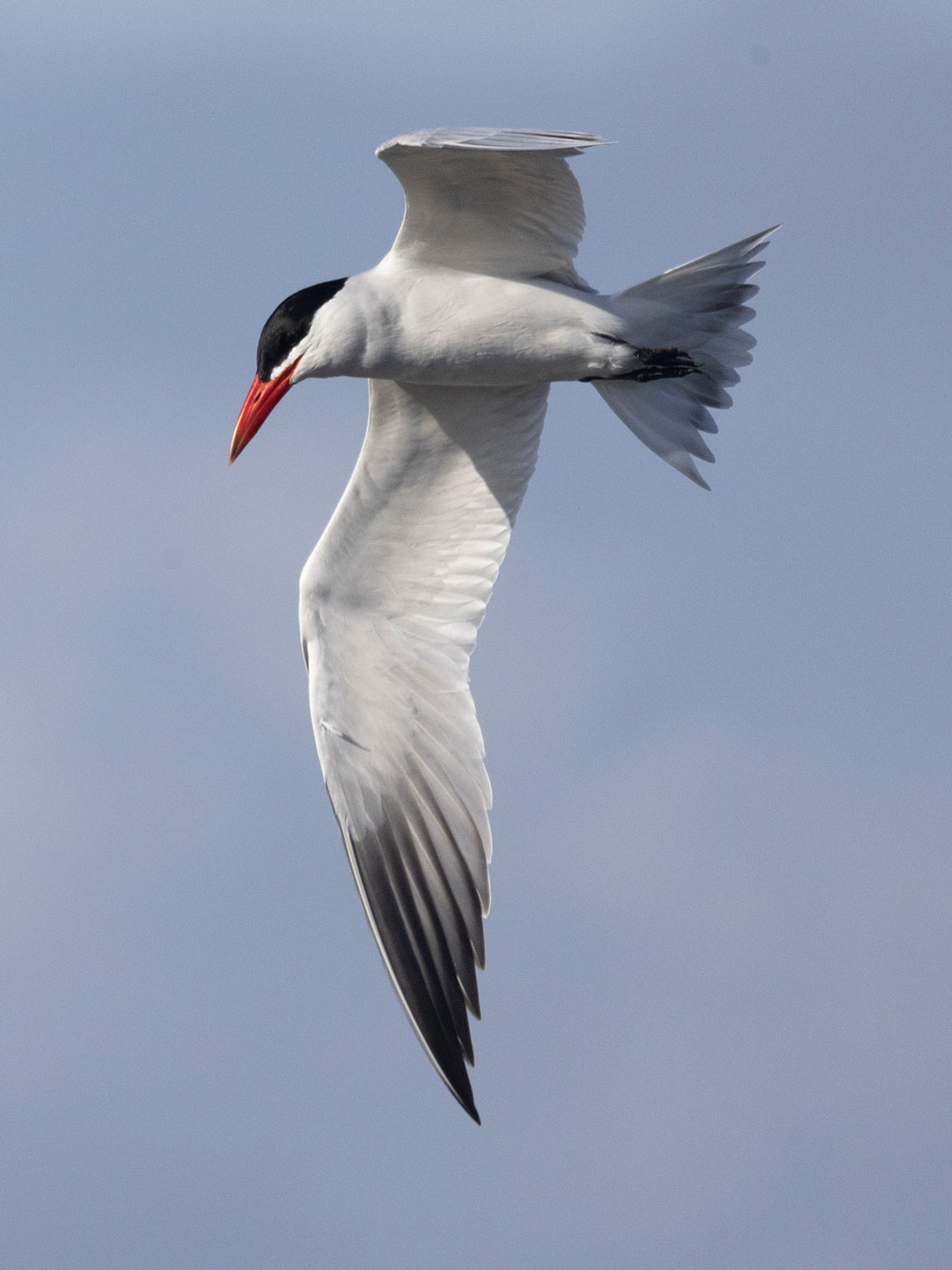 CASPIAN-TERN-1-333A6710-WEB