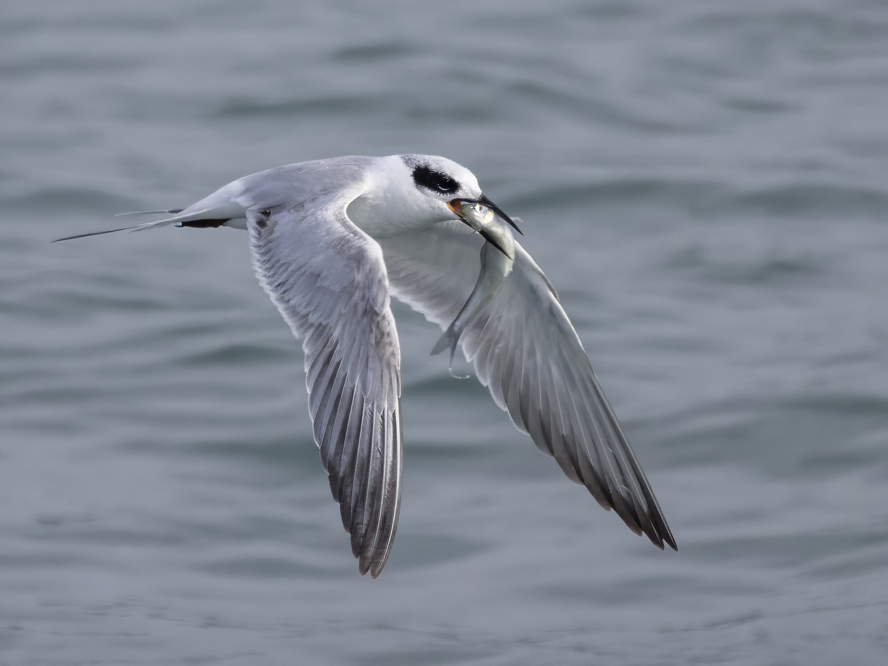 FORSTER’S TERN-1-333A4436-WEB