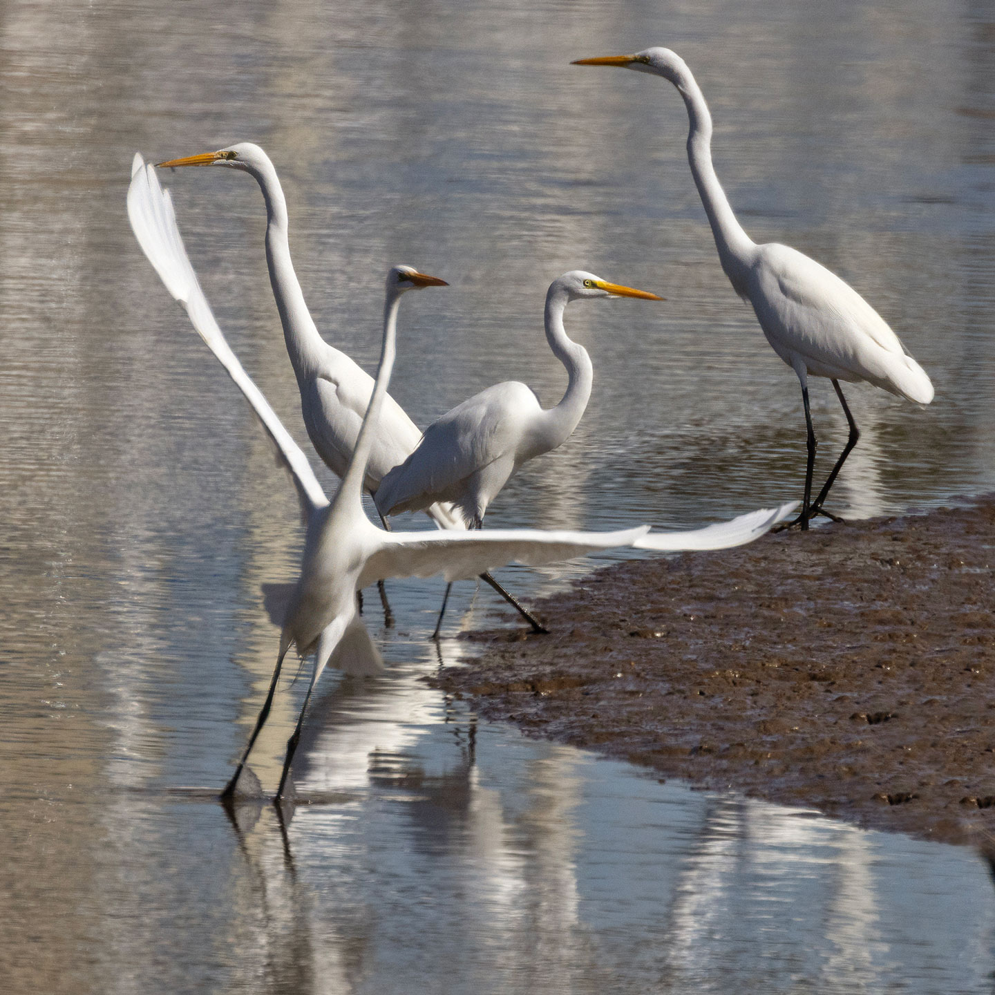 GREAT-EGRET-4-333A8052.WEB