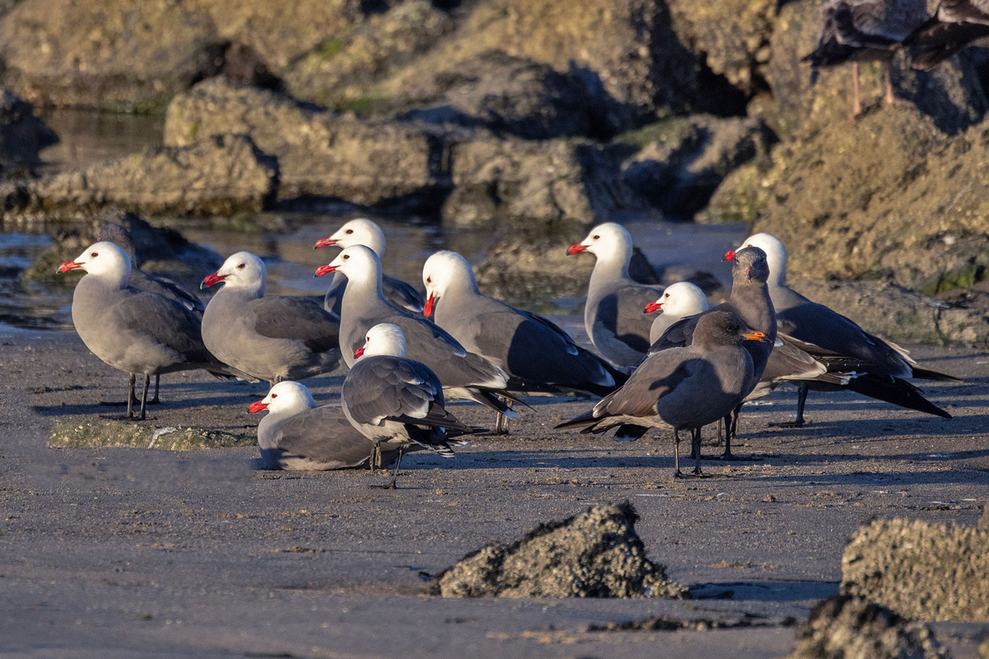 HEERMAN-GULLS-1-333A9225-WEB