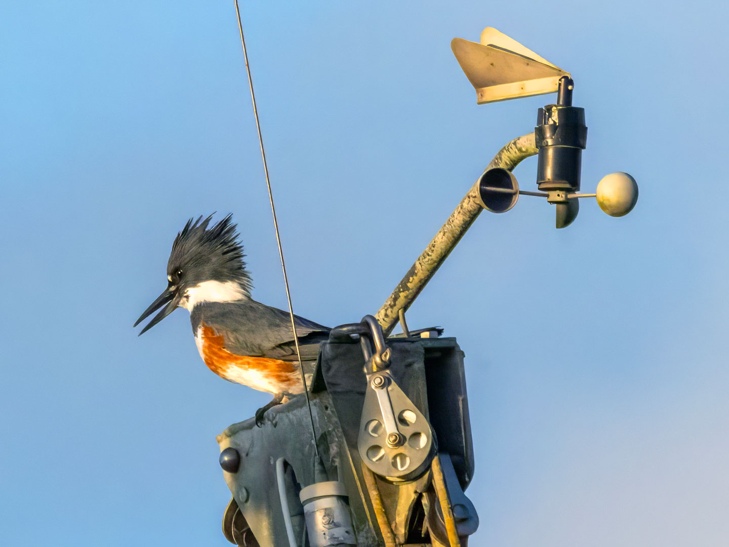 KINGFISHER-2-333A2508-WEB