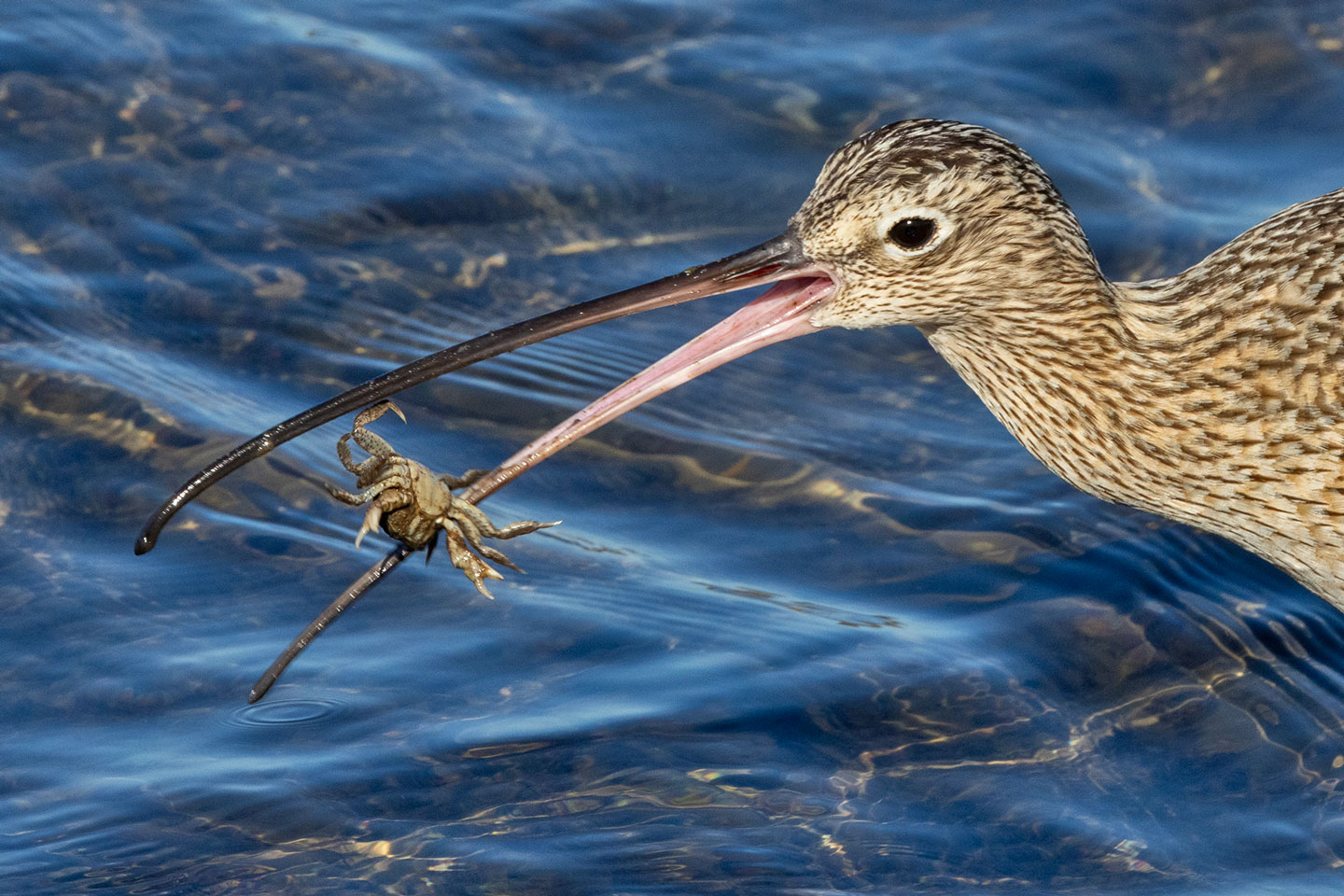 LONG-BILLED-CURLEW-1-333A1696-WEB