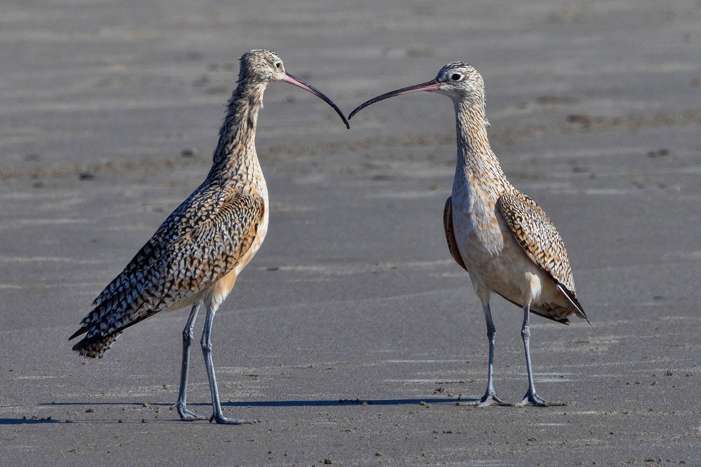 LONG-BILLED-CURLEW-4-333A3329-WEB