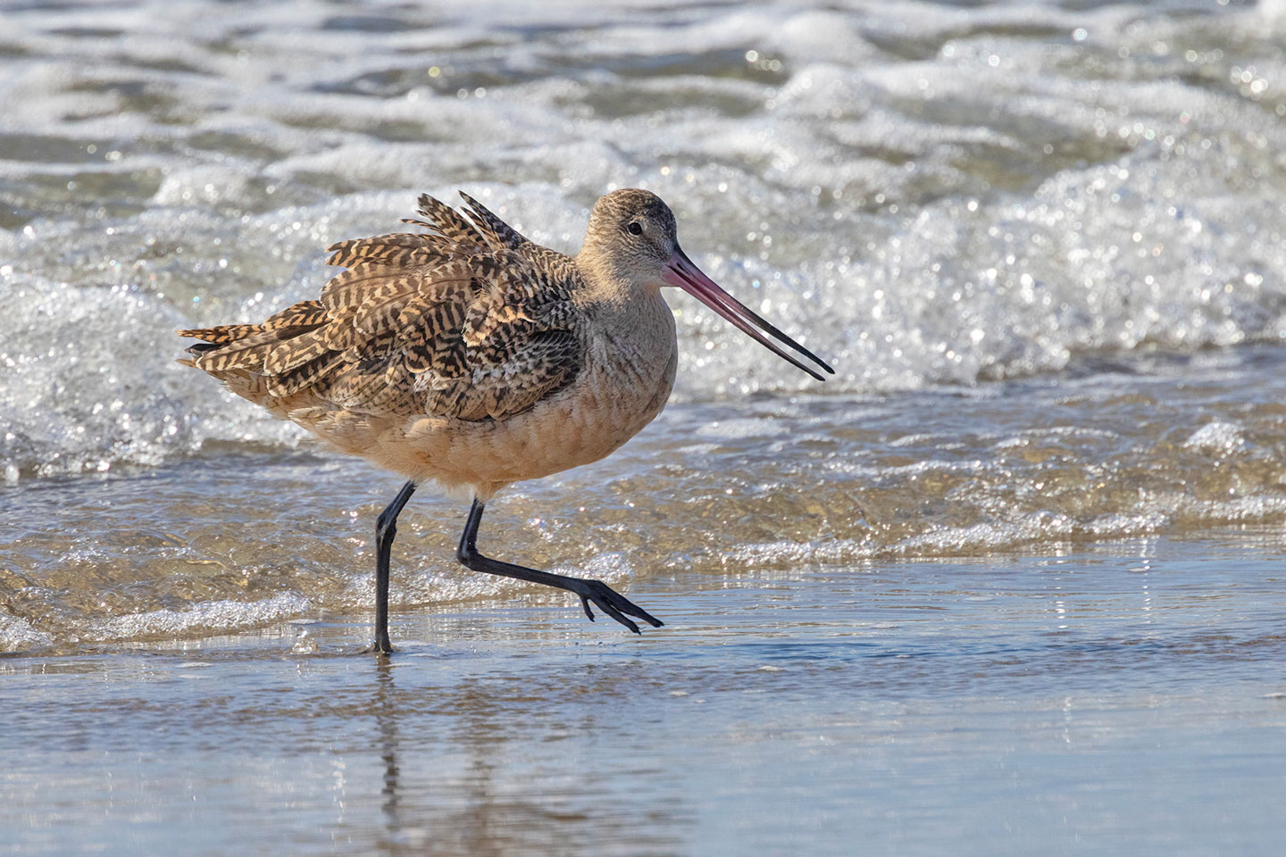 MARBLED-GODWIT-3-333A2847-WEB