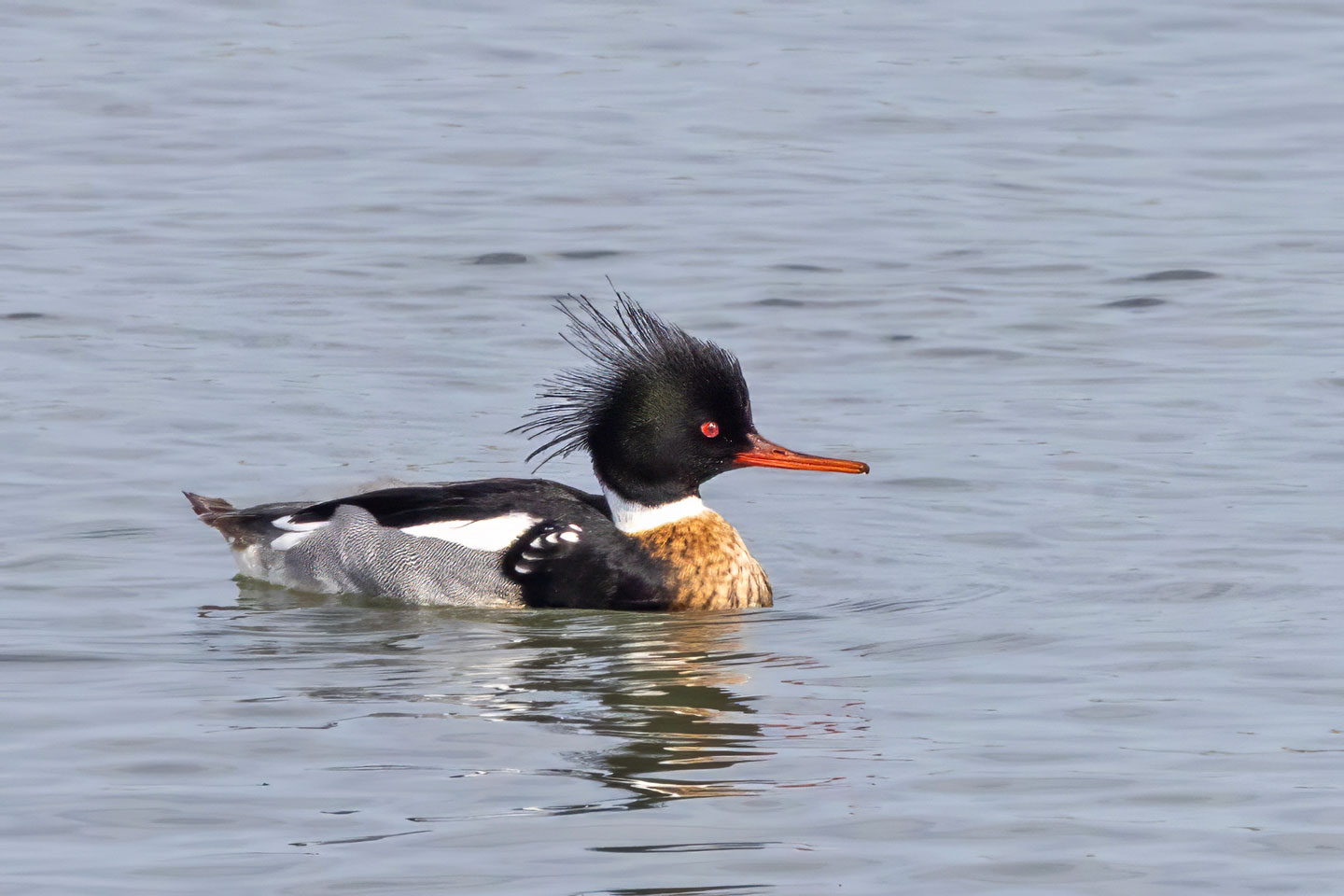 RED-BREASTED-MERGANSER-2-333A9935-WEB