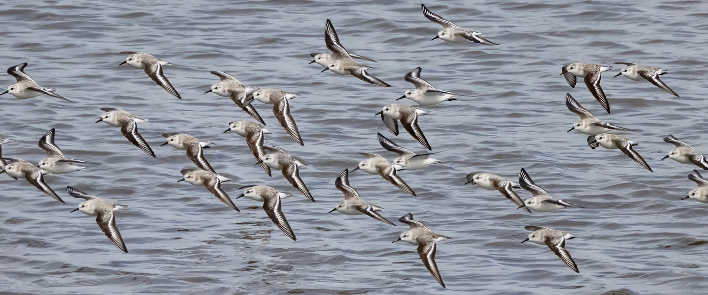 SANDERLINGS-1-333A3752-WEB