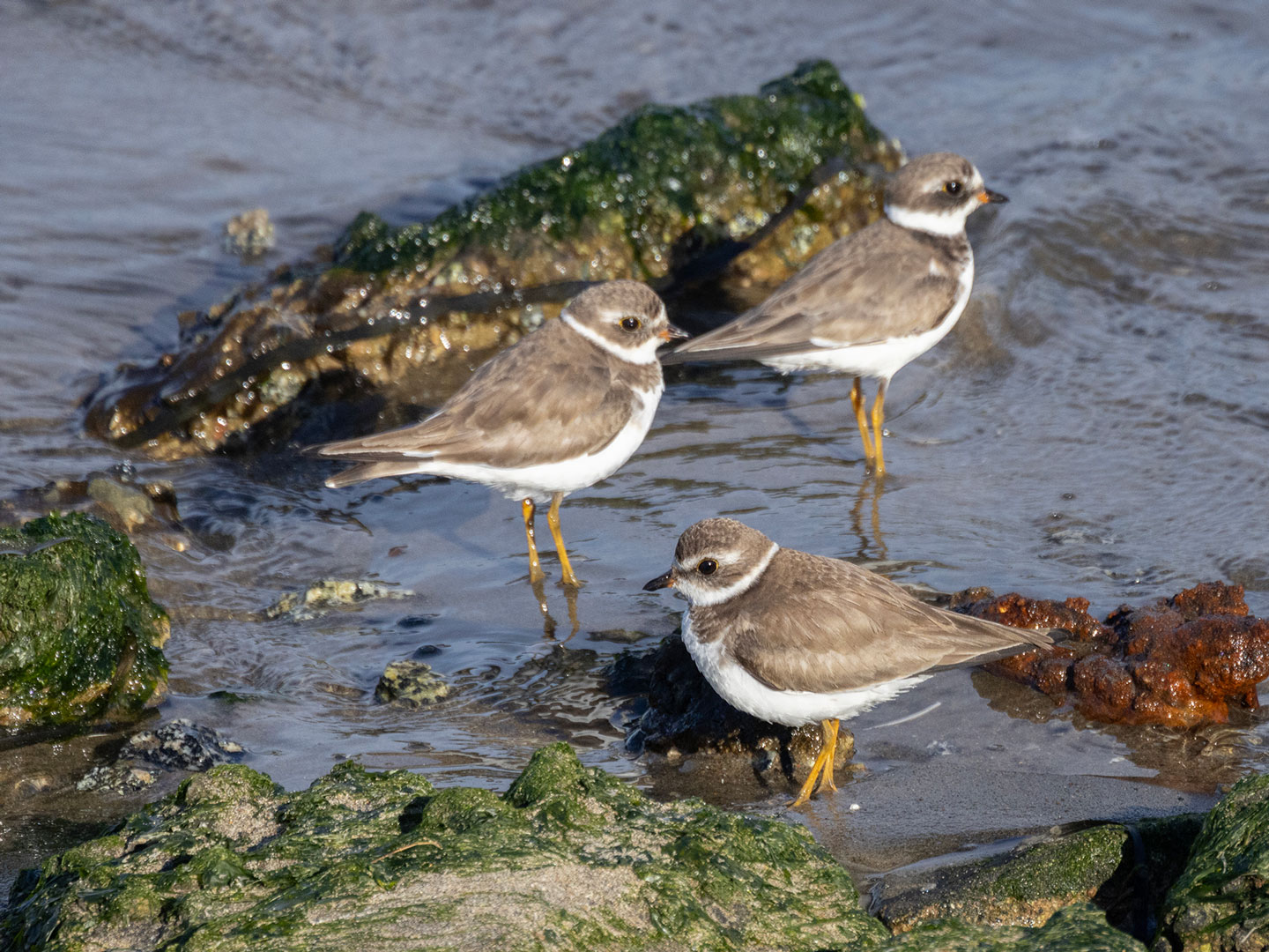 SEMI-PALMATED-PLOVER-2-333A6410-WEB