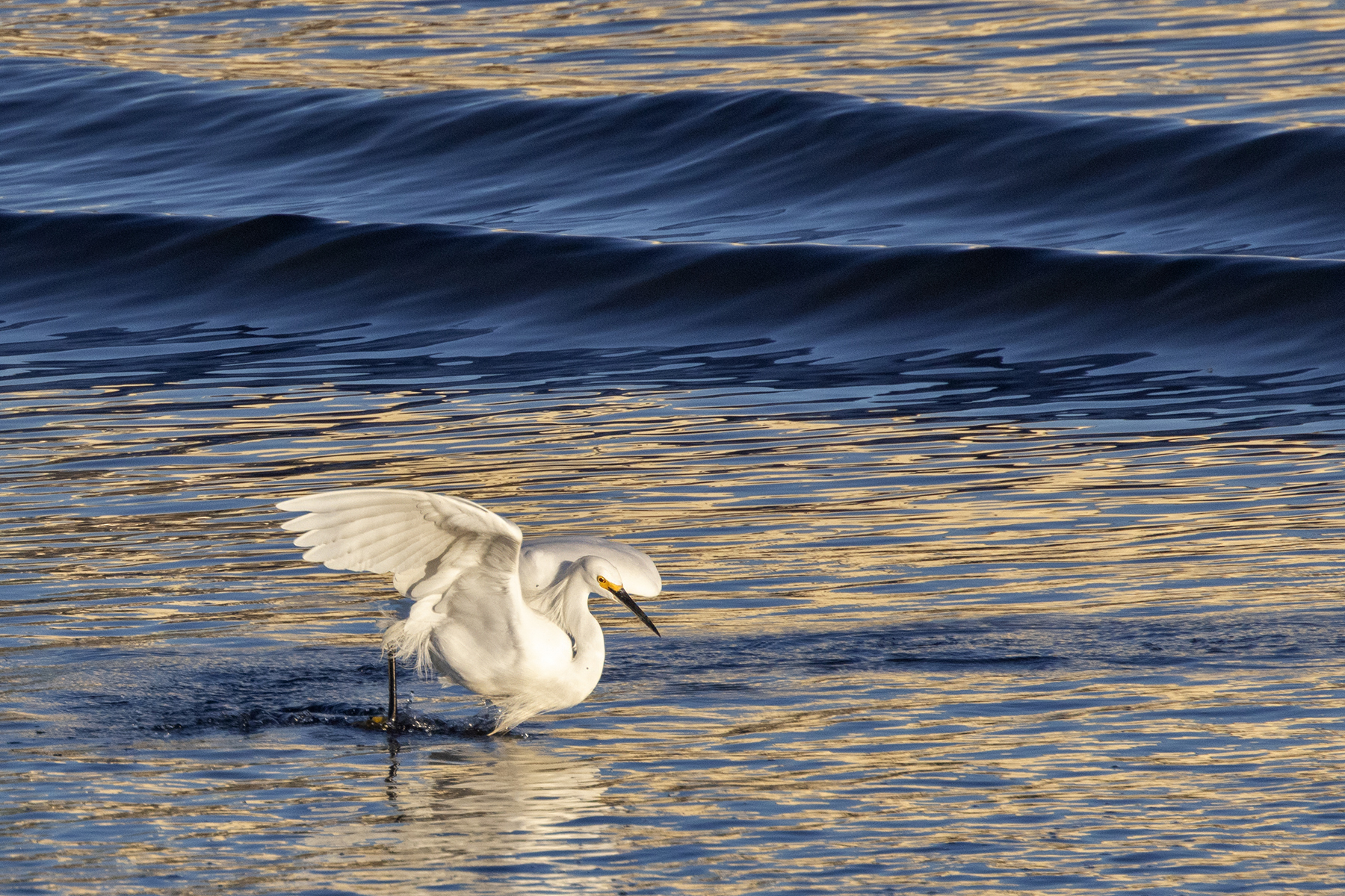 SNOWY EGRET-1-333A2684 WEB