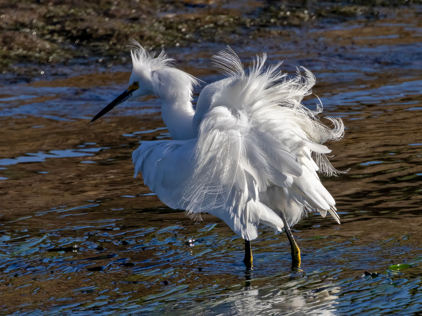 SNOWY-EGRET-1333A1991-WEB