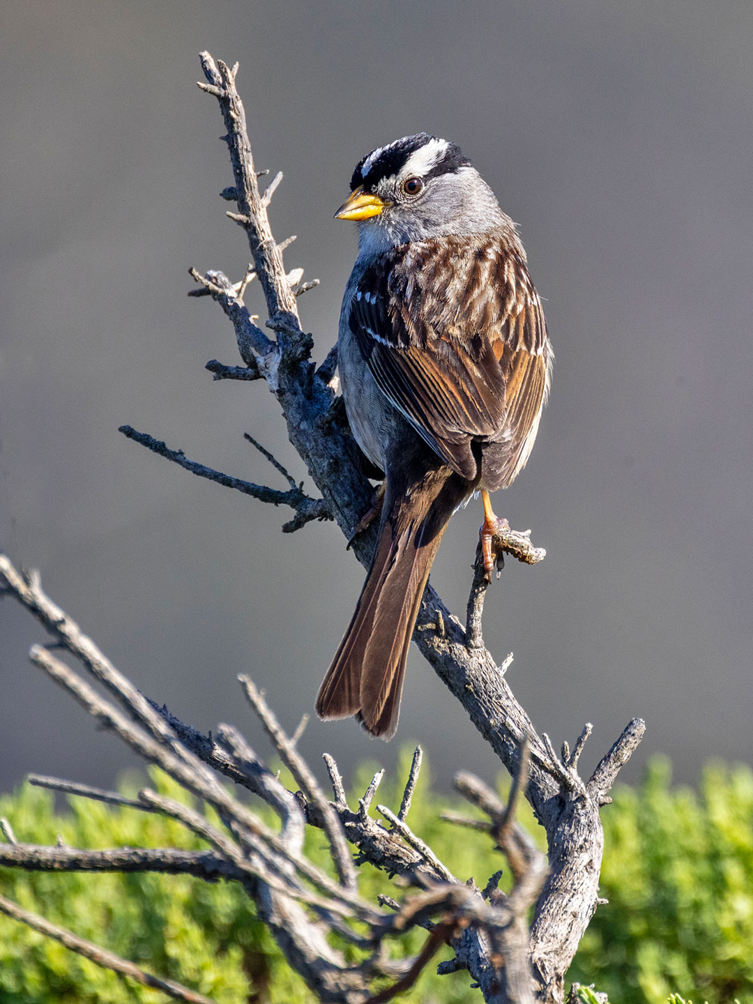WHITE-CROWNED-SPARROW-1-333A5074-WEB