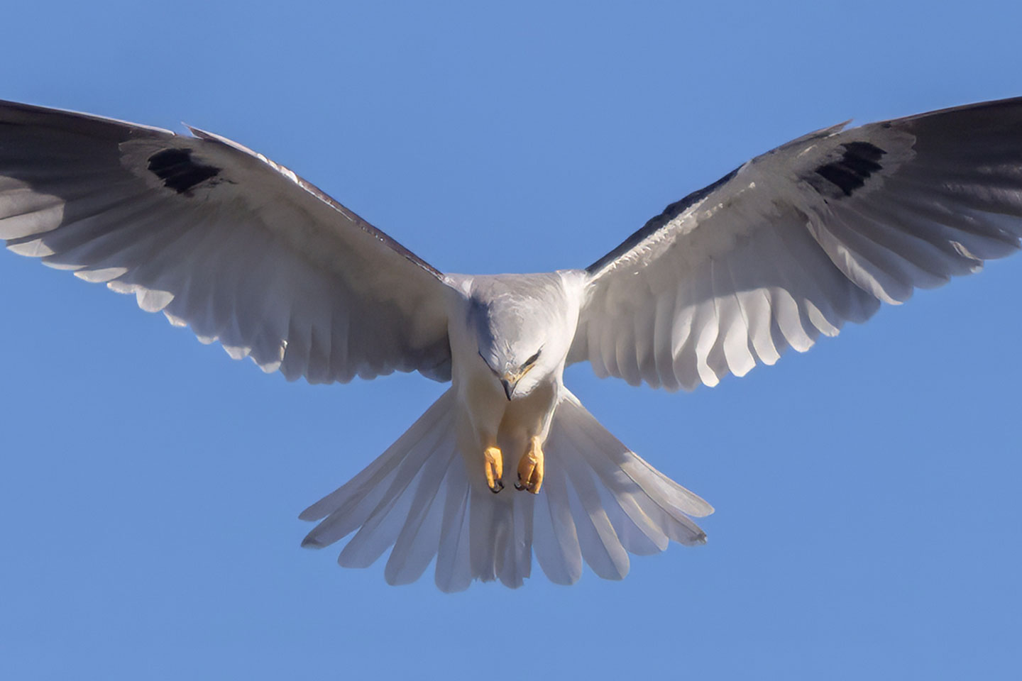 WHITE-TAILED-KITE-1-333A2060-WEB