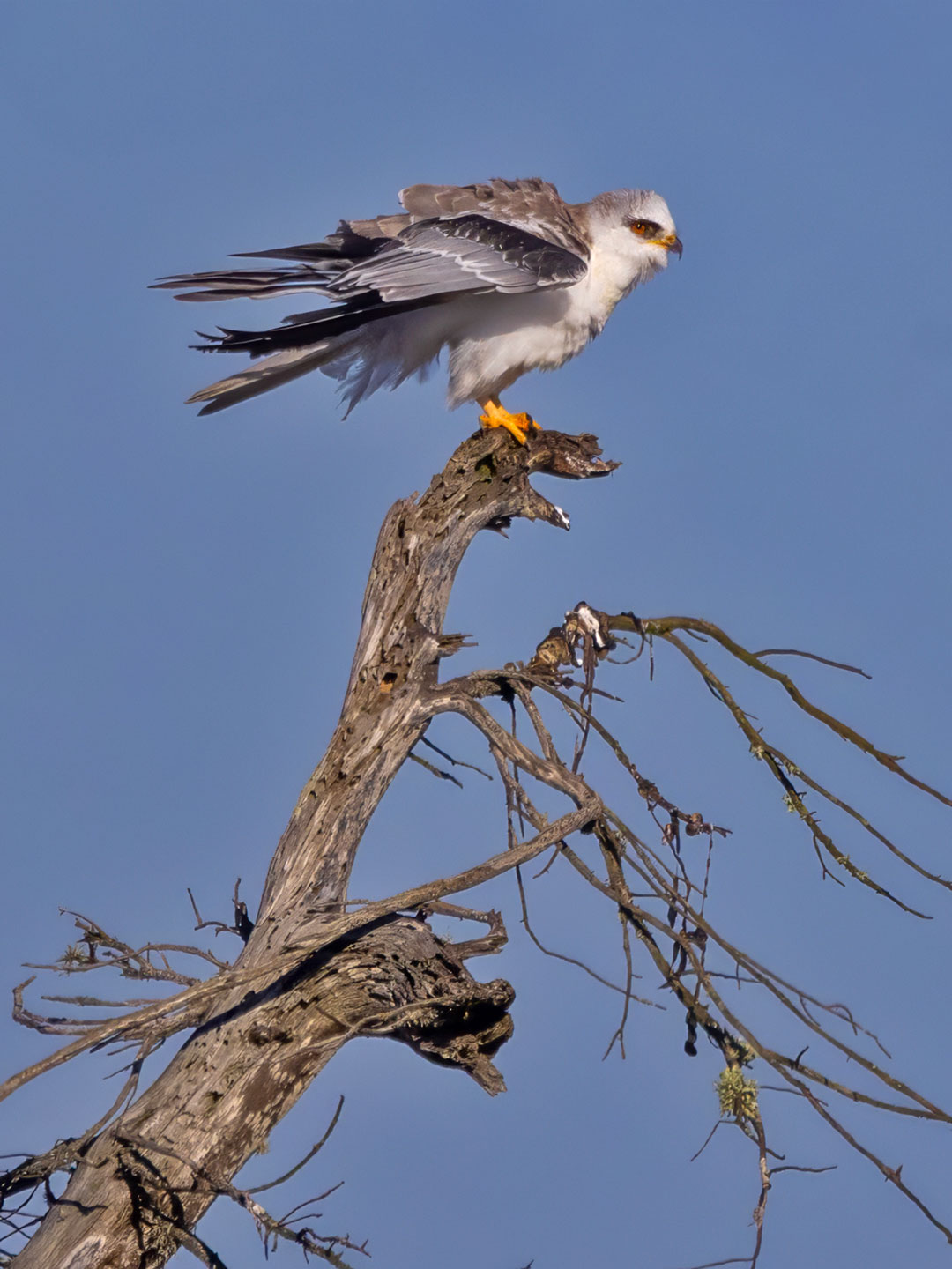 WHITE-TAILED-KITE-1-333A6829-WEB