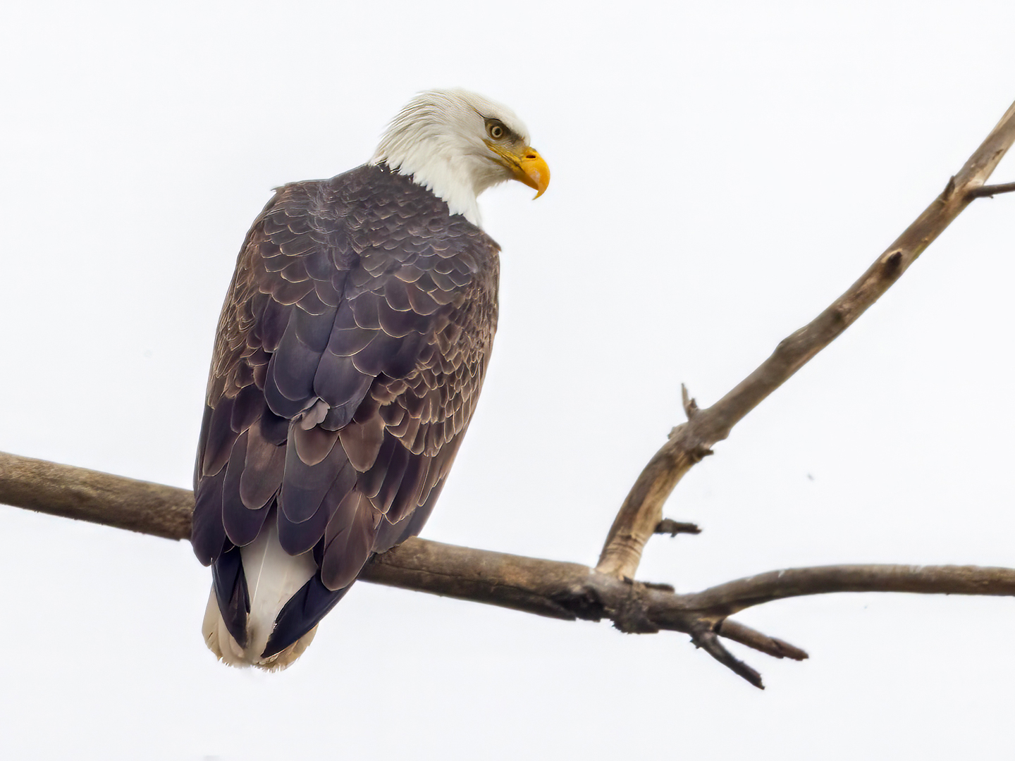 BALD-EAGLE-3-333A5853-WEB