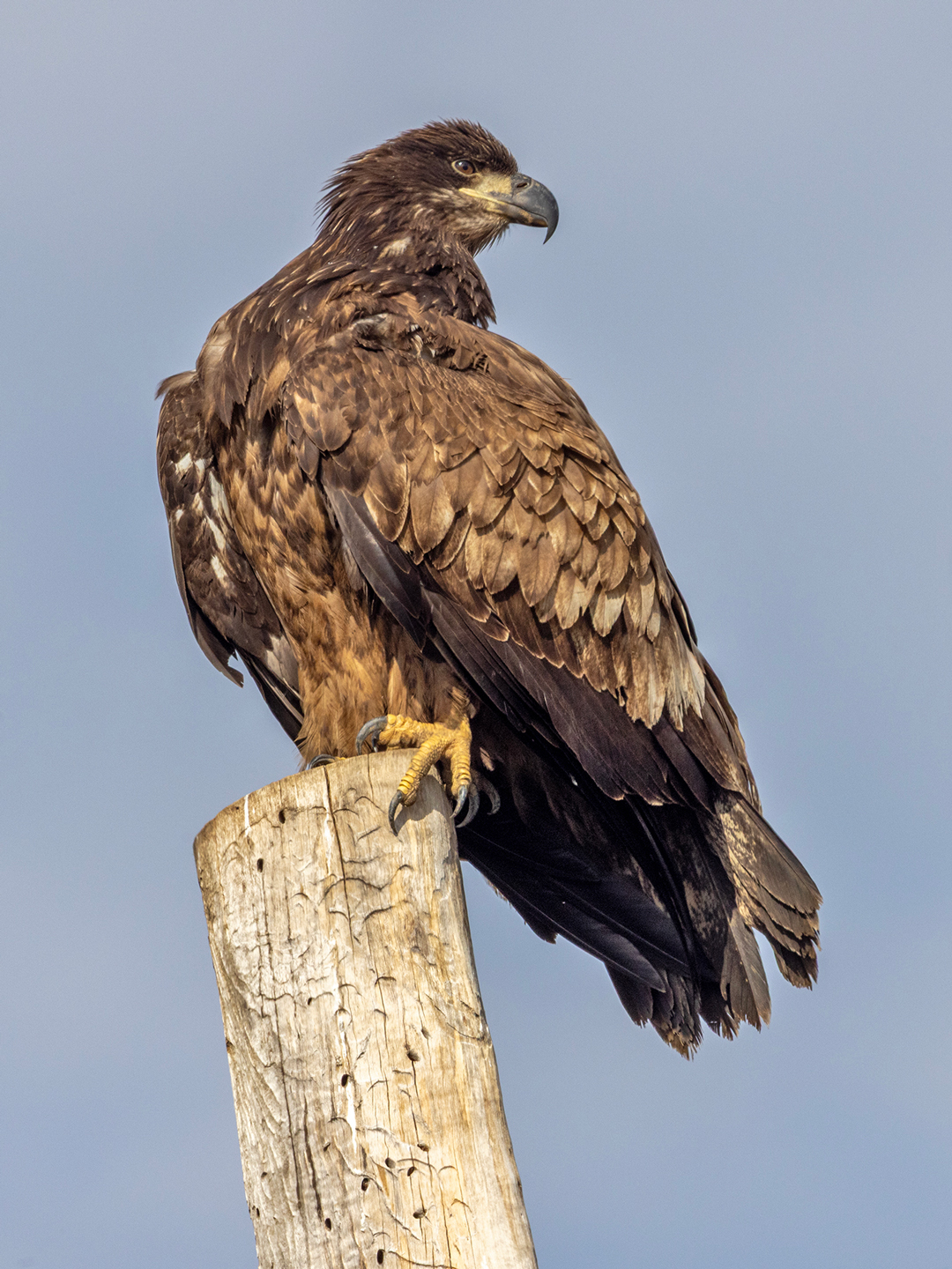 BALD-EAGLE-6-333A6252-WEB