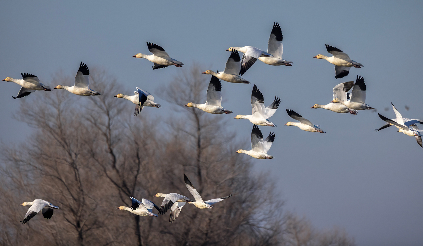 BIRDS-IN-FLIGHT-5-333A8002-WEB