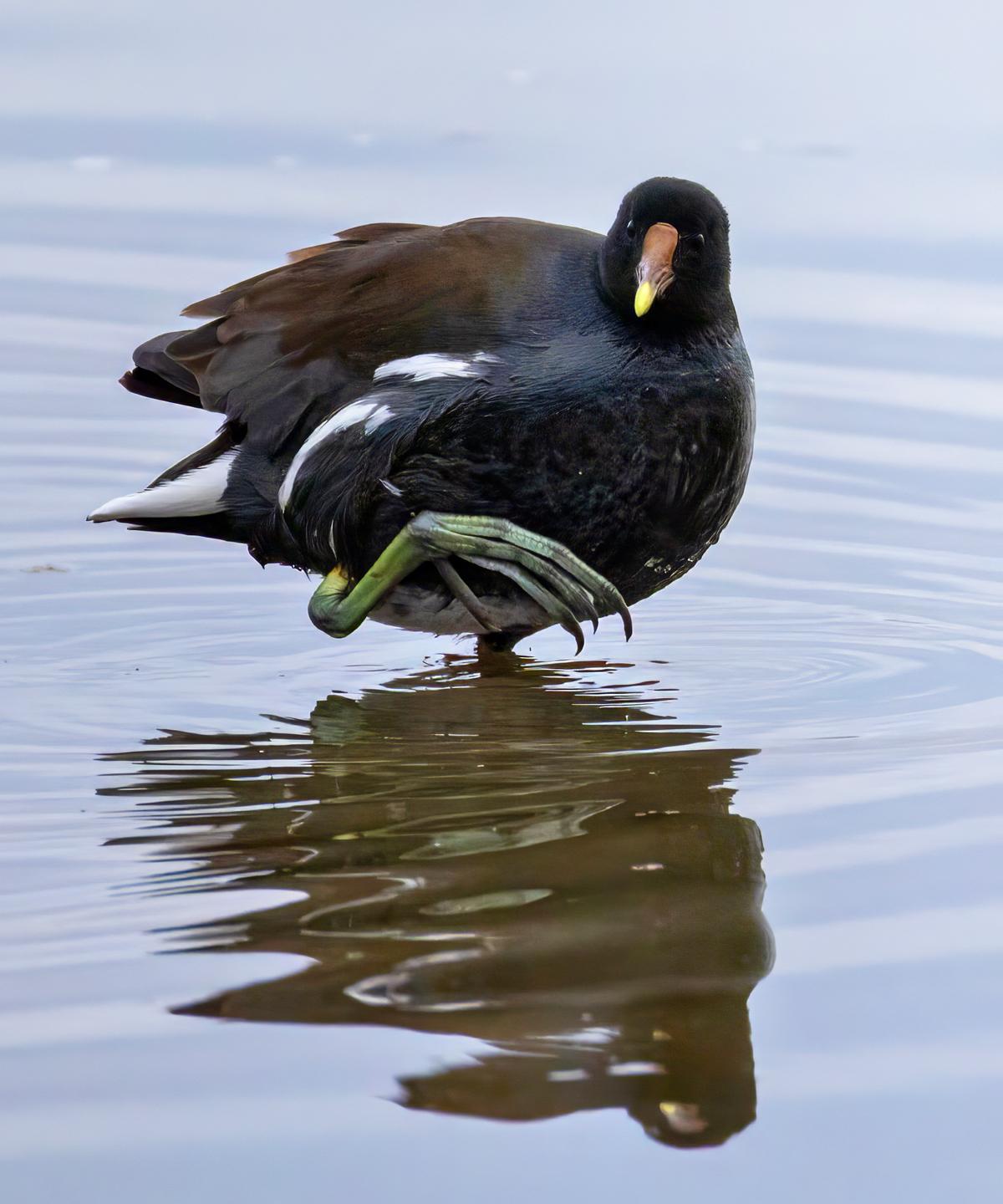 COMMON-GALLINULE-1-333A7071-WEB
