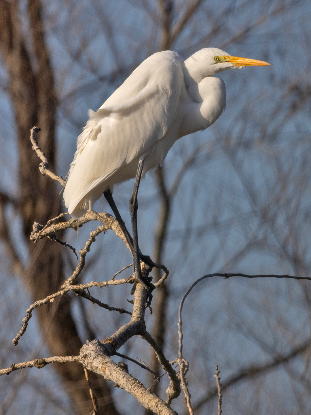 GREAT-EGRET-1-333A8710-WEB