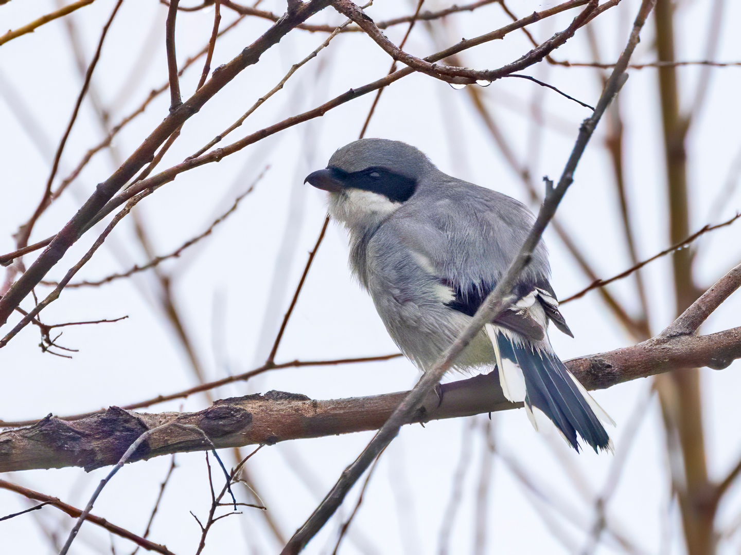 LOGGERHEAD-SHRIKE-1-333A9556-WEB
