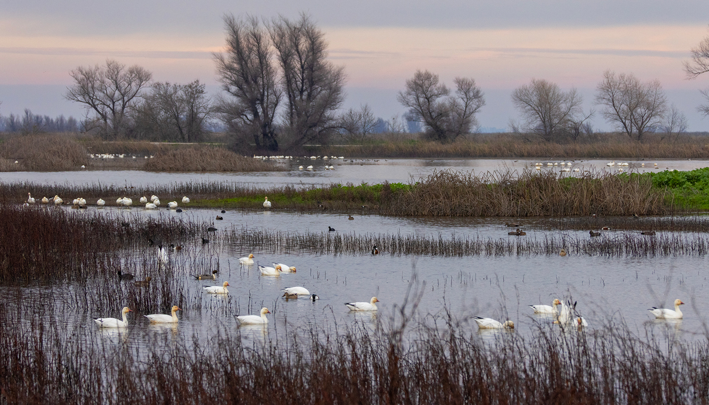 MARSH-2-333A6599-WEB