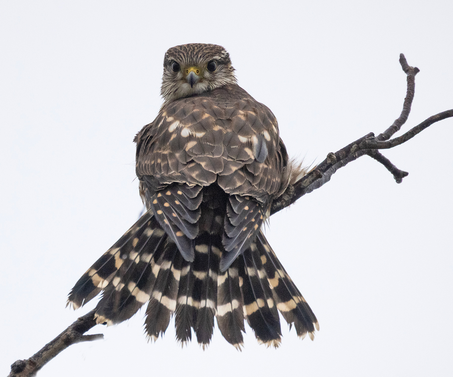 MERLIN-2-333A9573-WEB