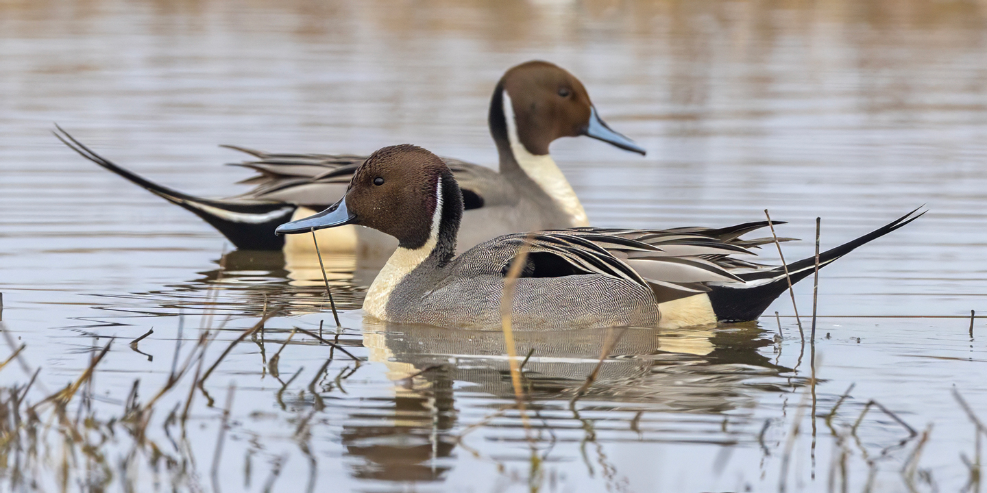 NORTHERN-PINTAIL-2-333A4729-WEB