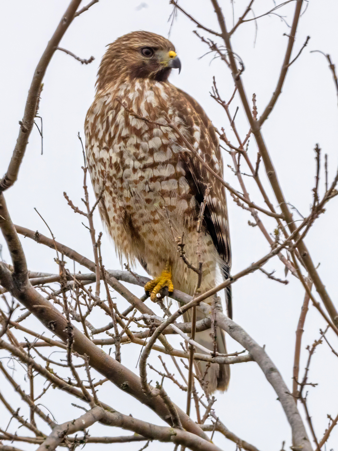 RED-SHOULDERED-HAWK-1-333A5753-WEB