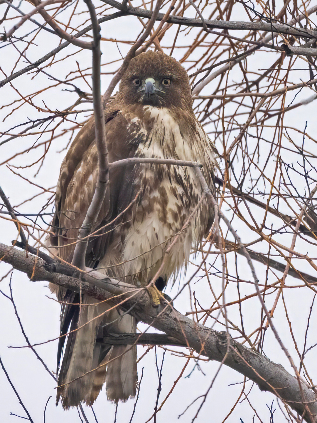 RED-TAILED-HAWK-1-333A9999-WEB
