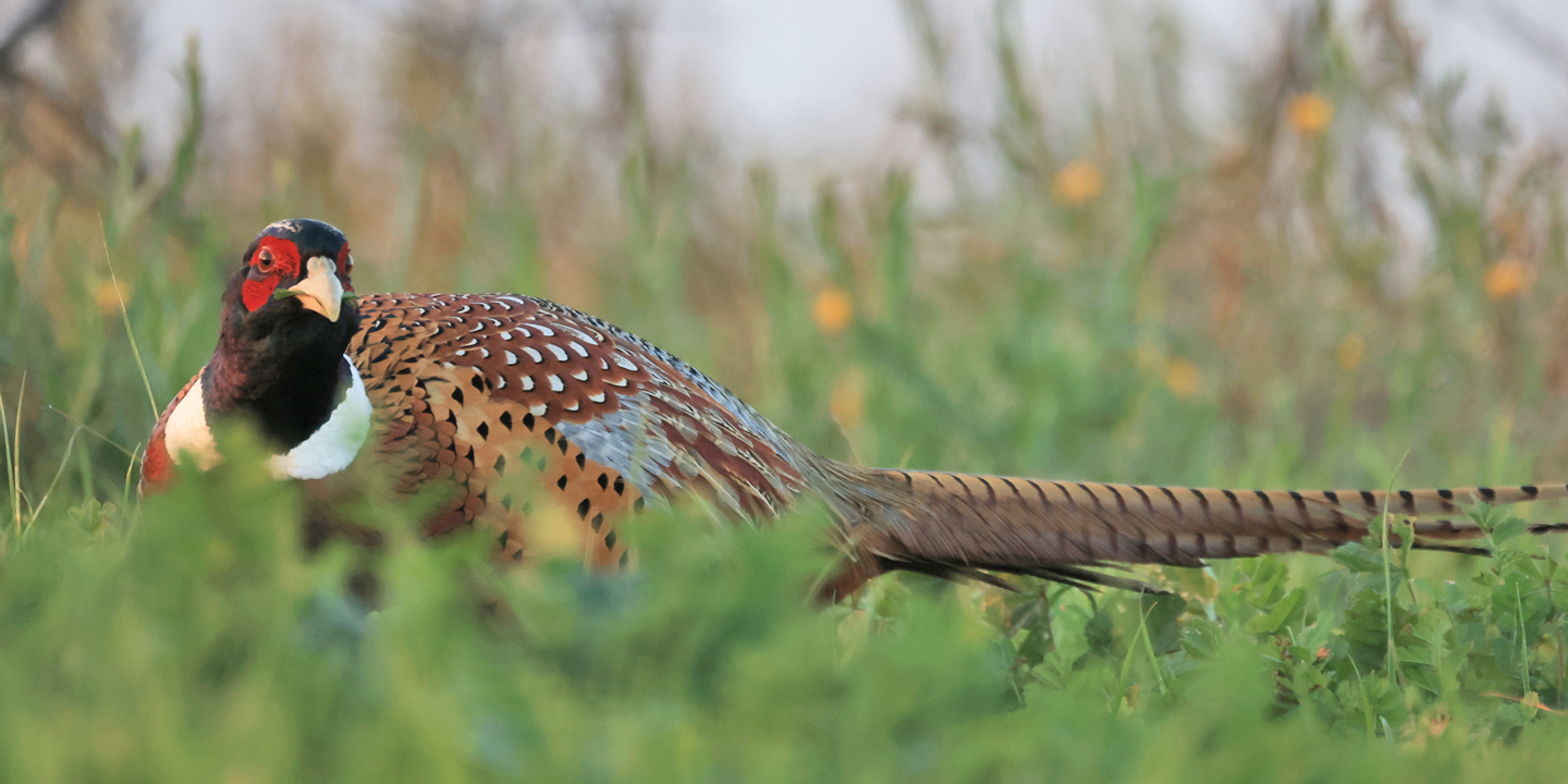 RING-NECKED-PHEASANT-1-333A9252-WEB