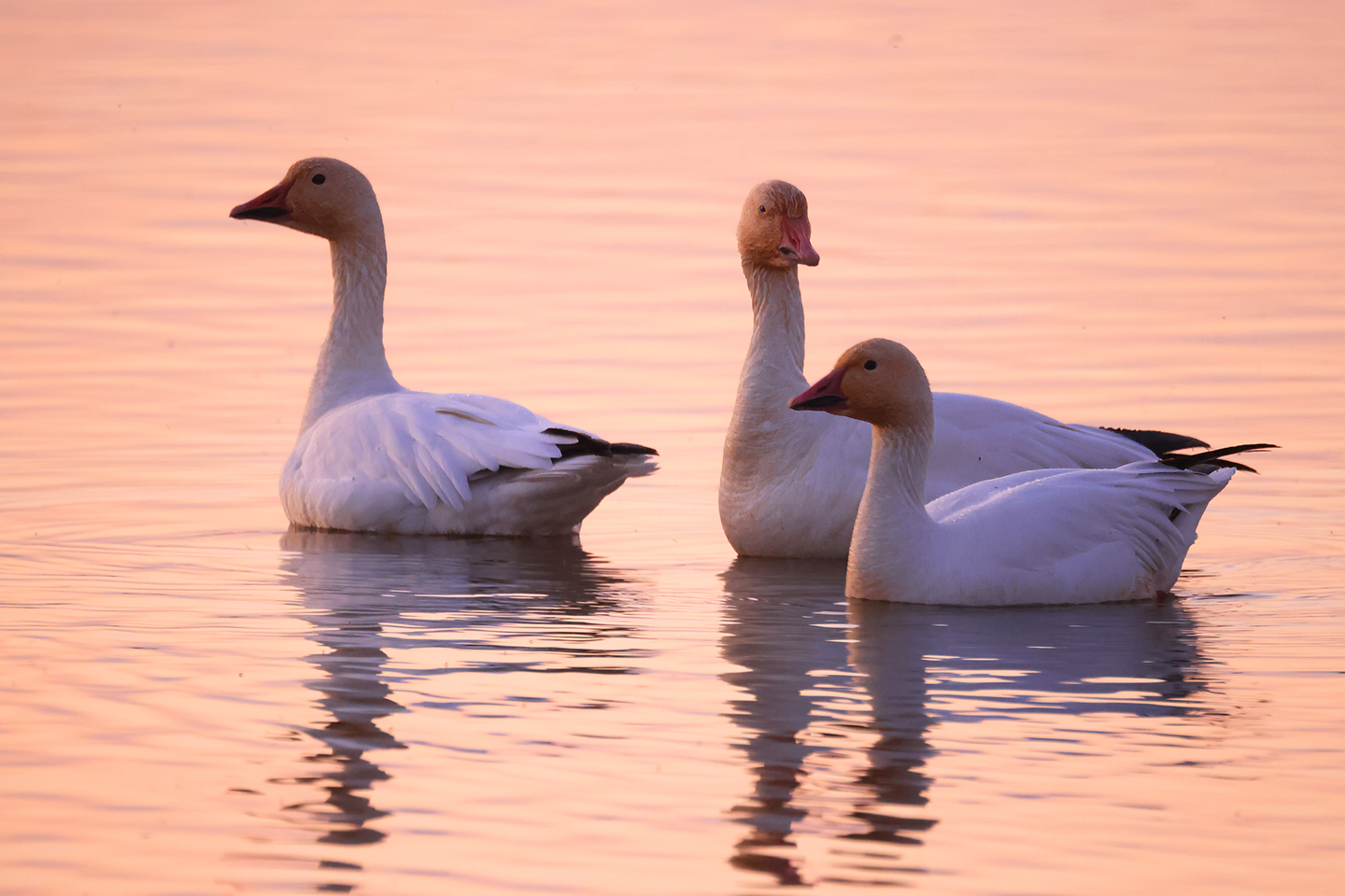 SNOW-GEESE-1-333A9515-WEB