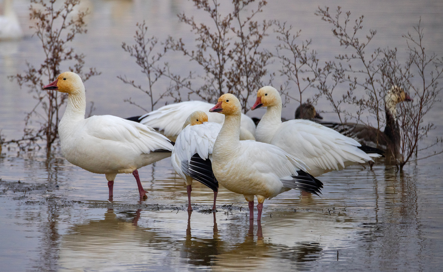SNOW-GEESE-10-333A6765-WEB