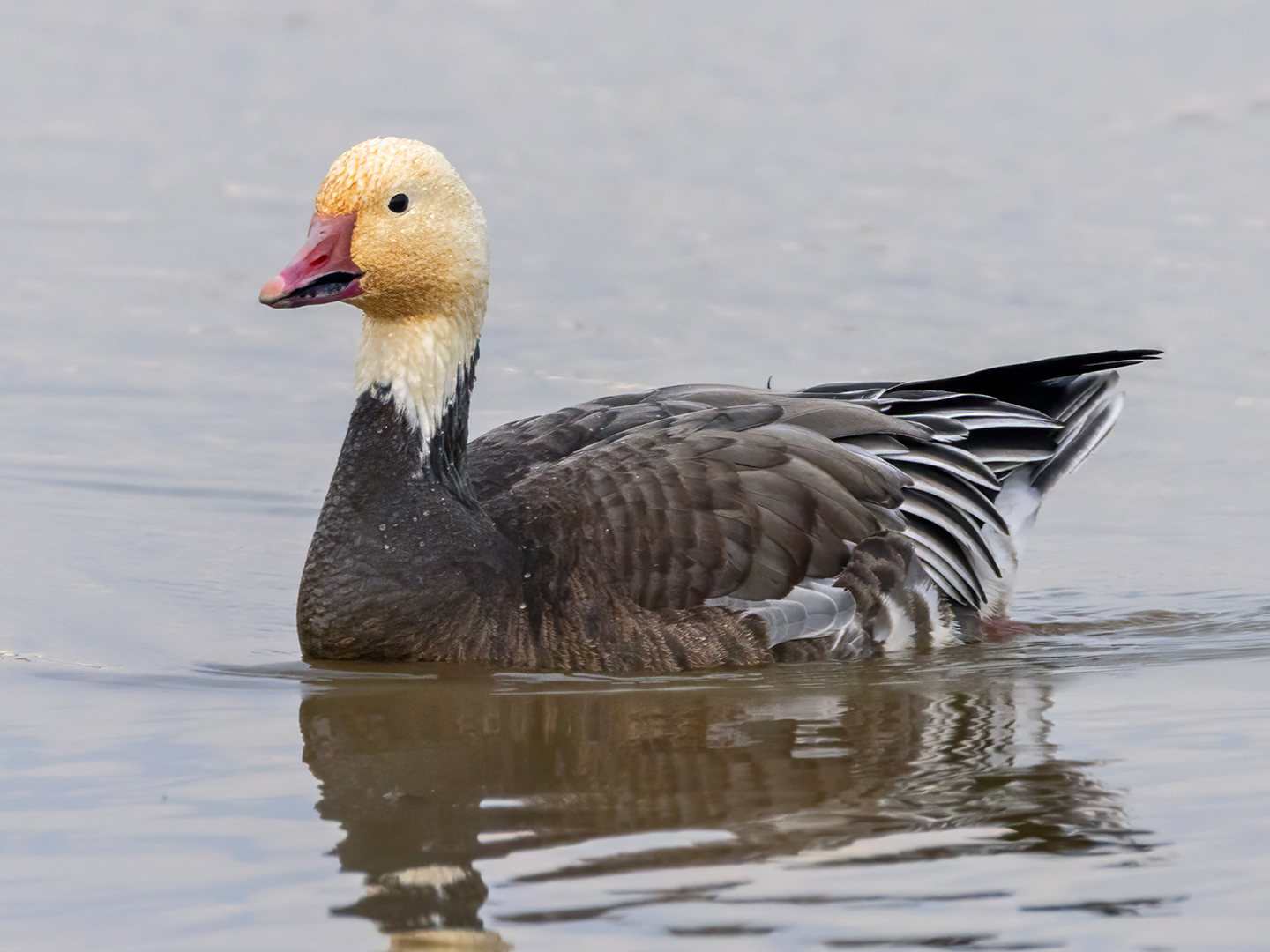 SNOW-GEESE-MORPH-1-333A6787-WEB