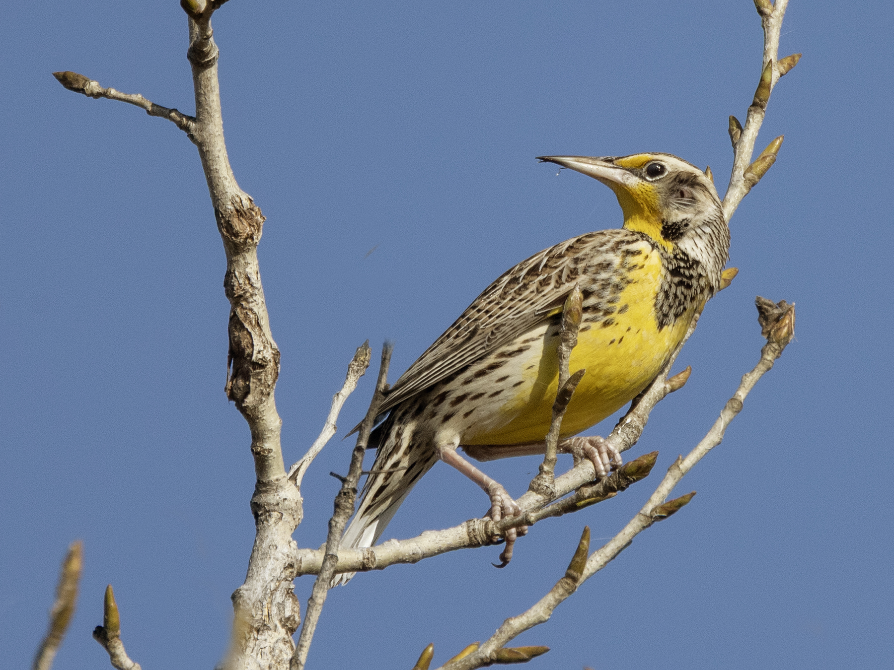 WESTERN MEADOWLARK-2-333A7533 copy