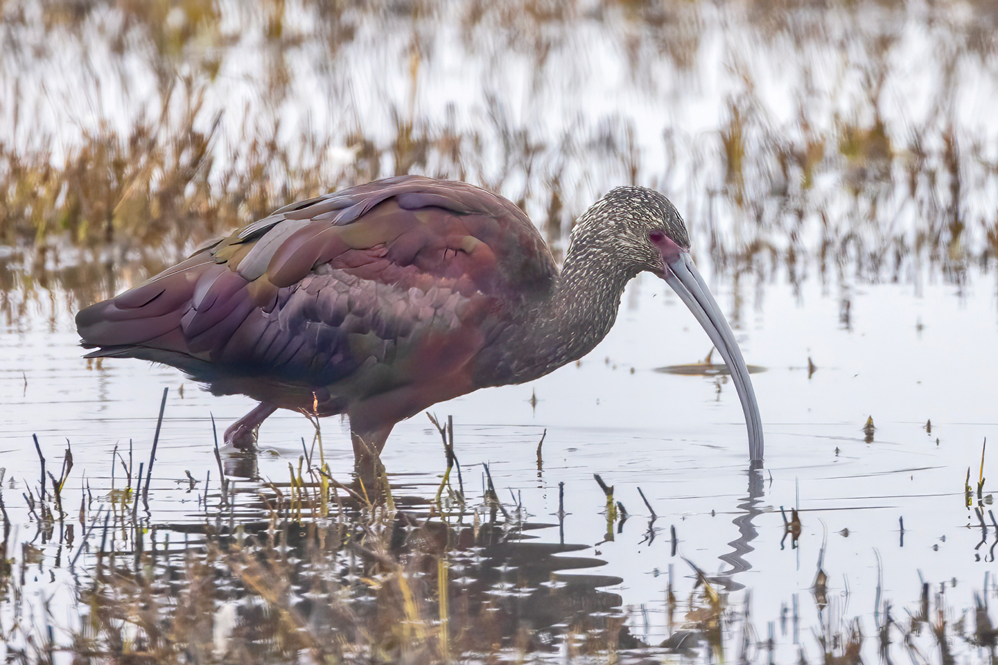 WHITE-FACES-IBIS-2-333A0049-WEB