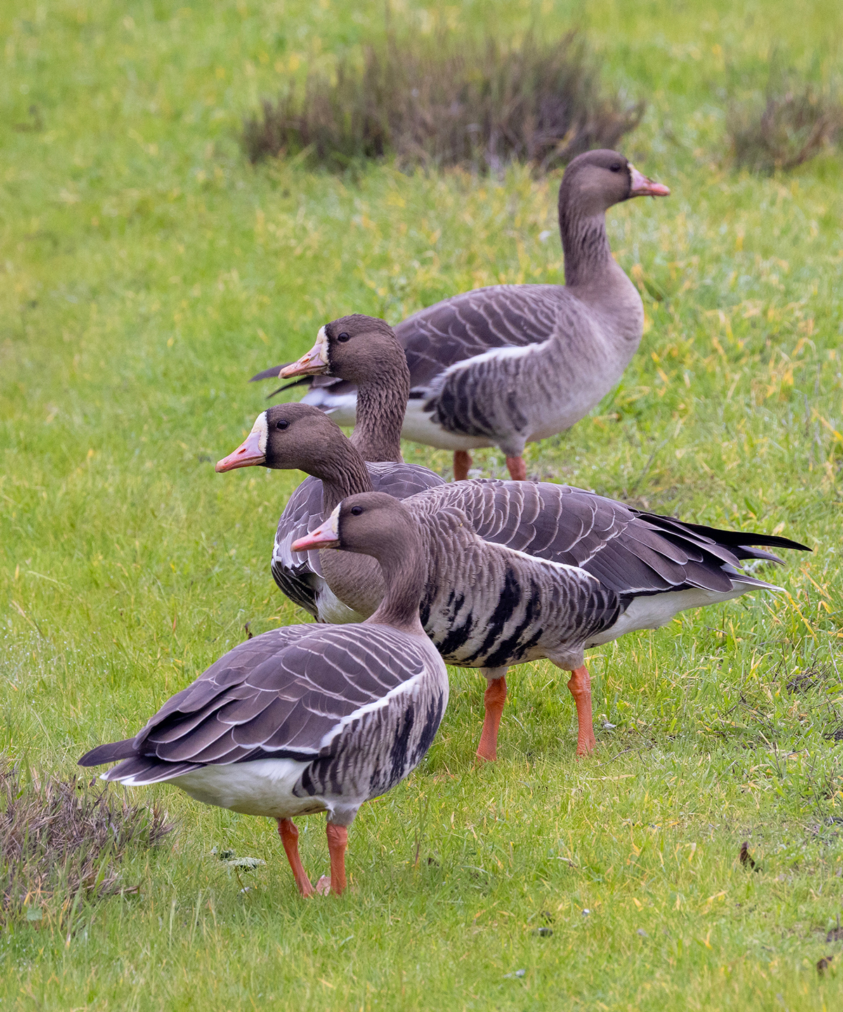 WHITE-FRONTED-GEESE-5-333A5358-WEB