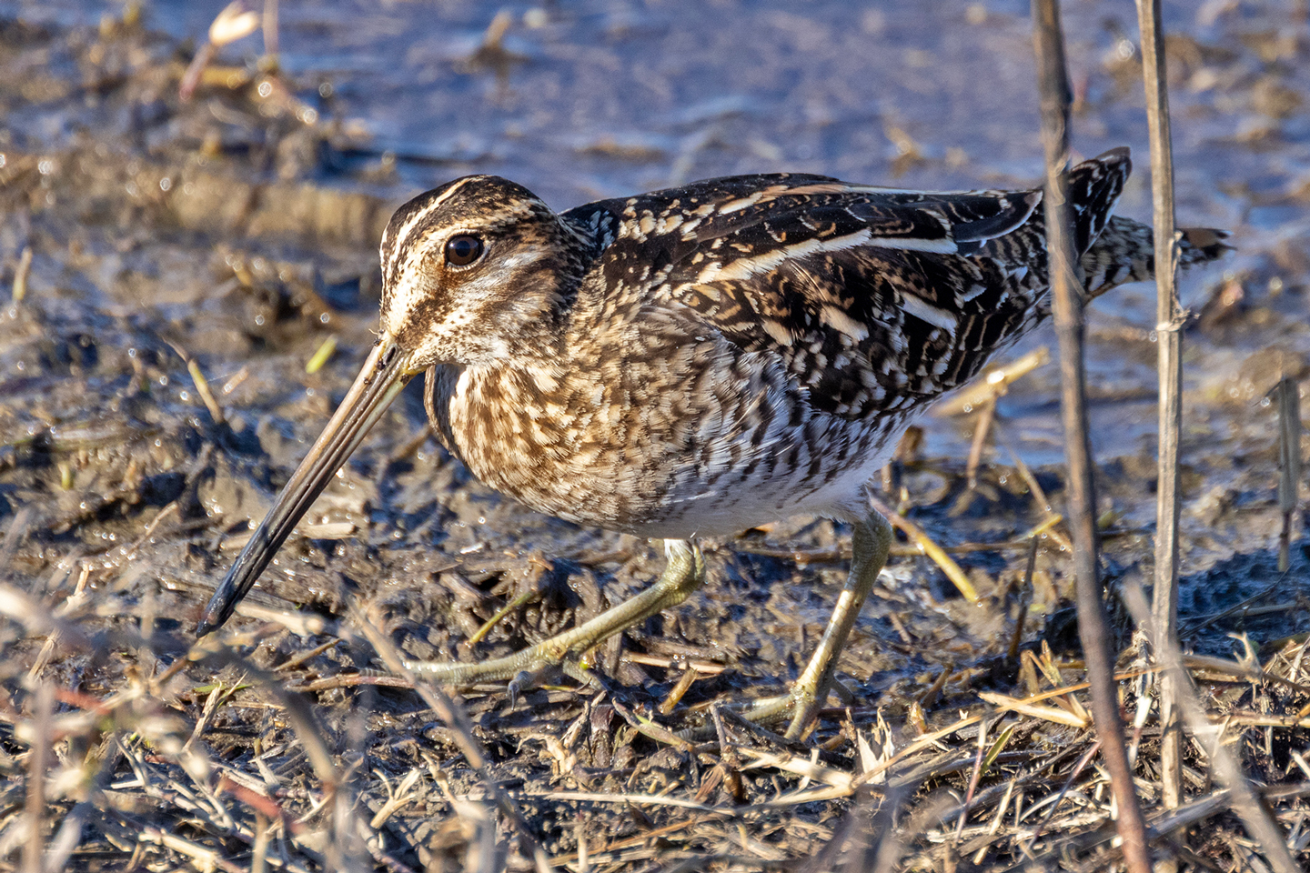 WILSON’S-SNIPE-1-333A7790-WEB