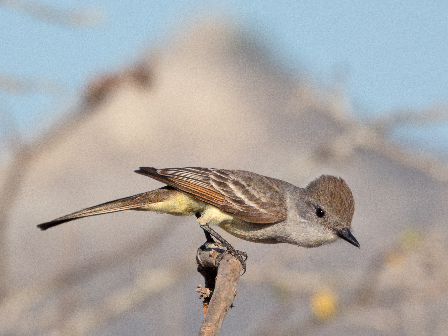 ASH-THROATED FLYCATCHER-1-DSC07549 copy
