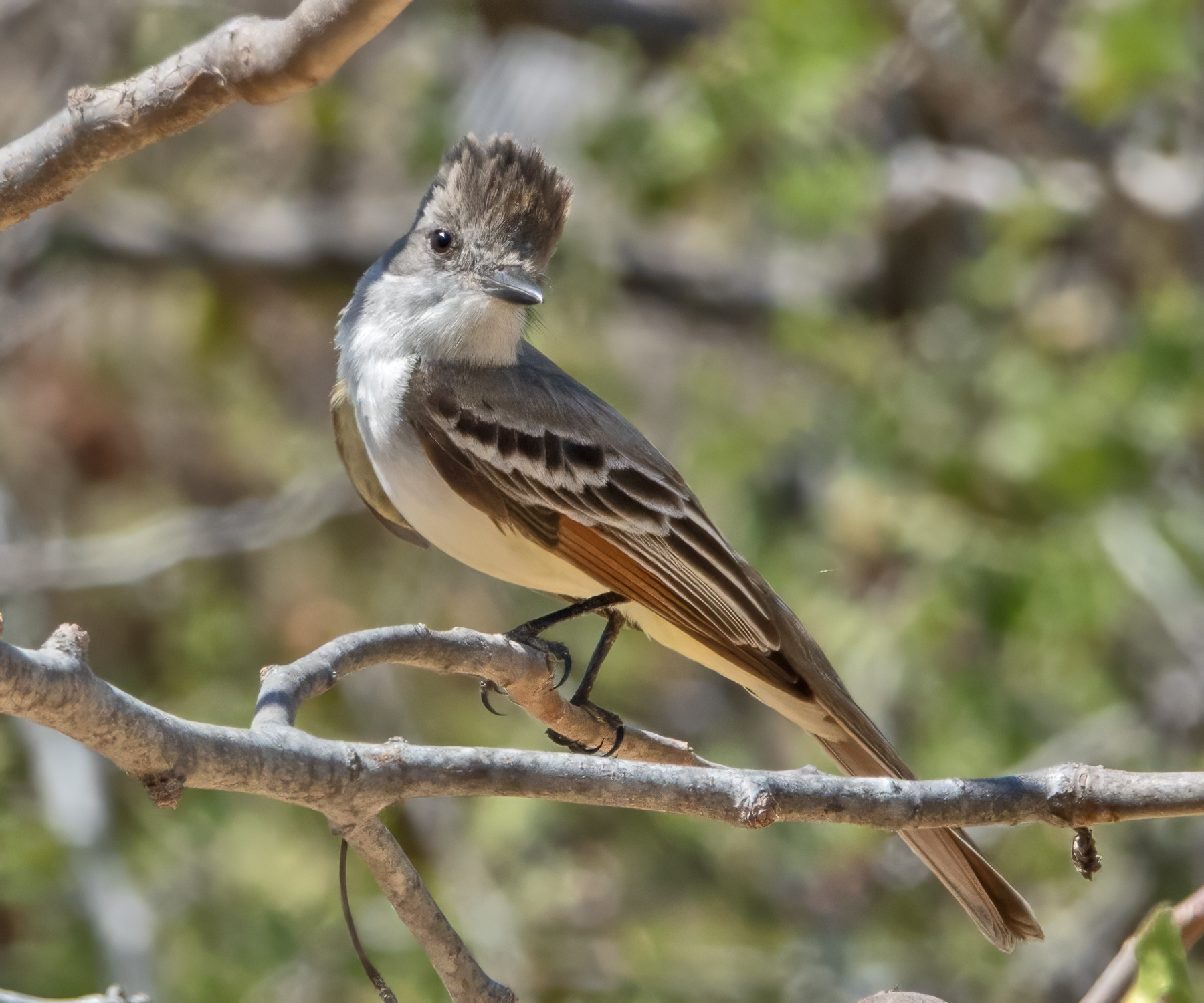 ASH-THROATED FLYCATCHER-1-DSC09574 copy