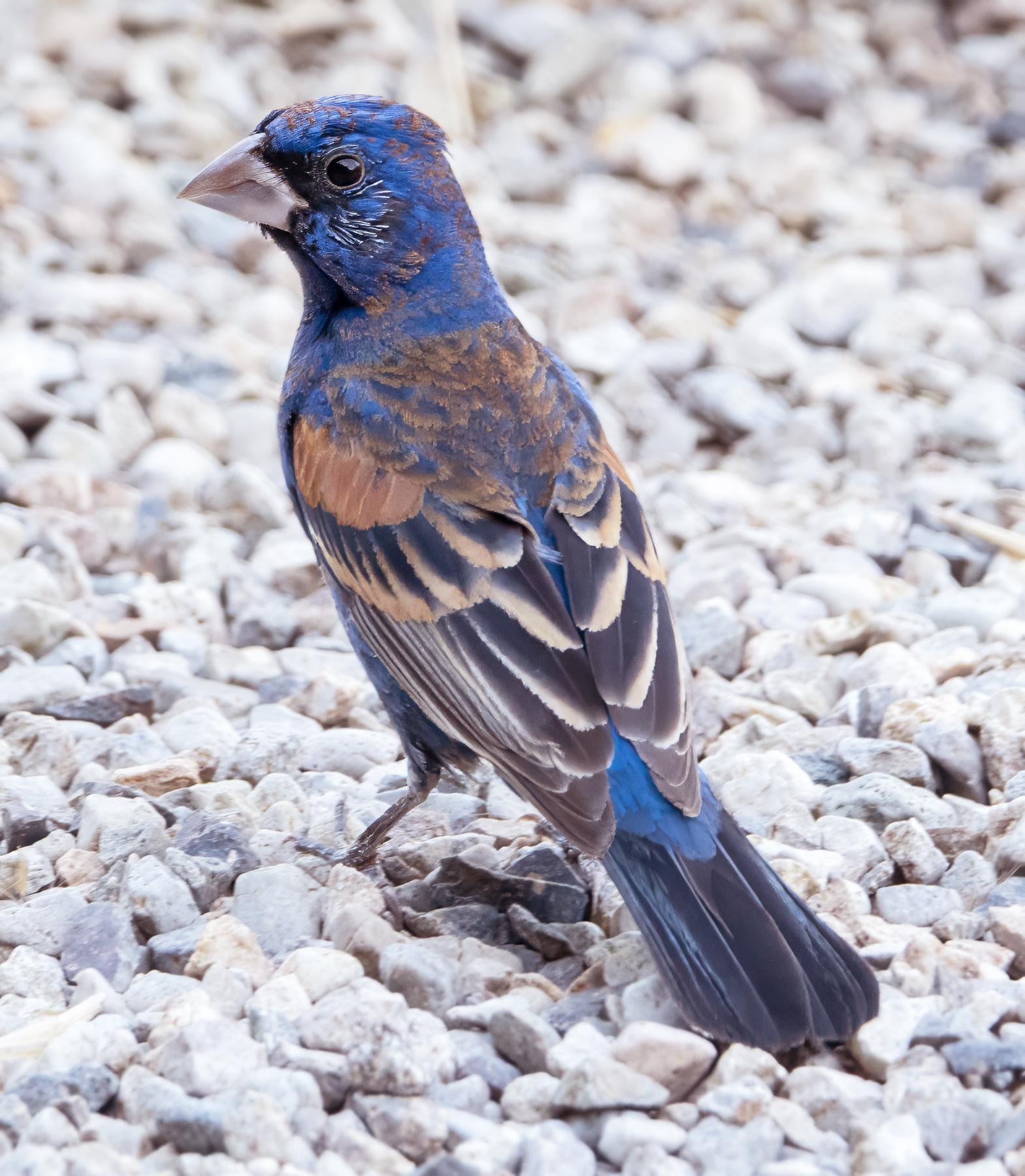 BLUE GROSBEAK-1-DSC02042 copy