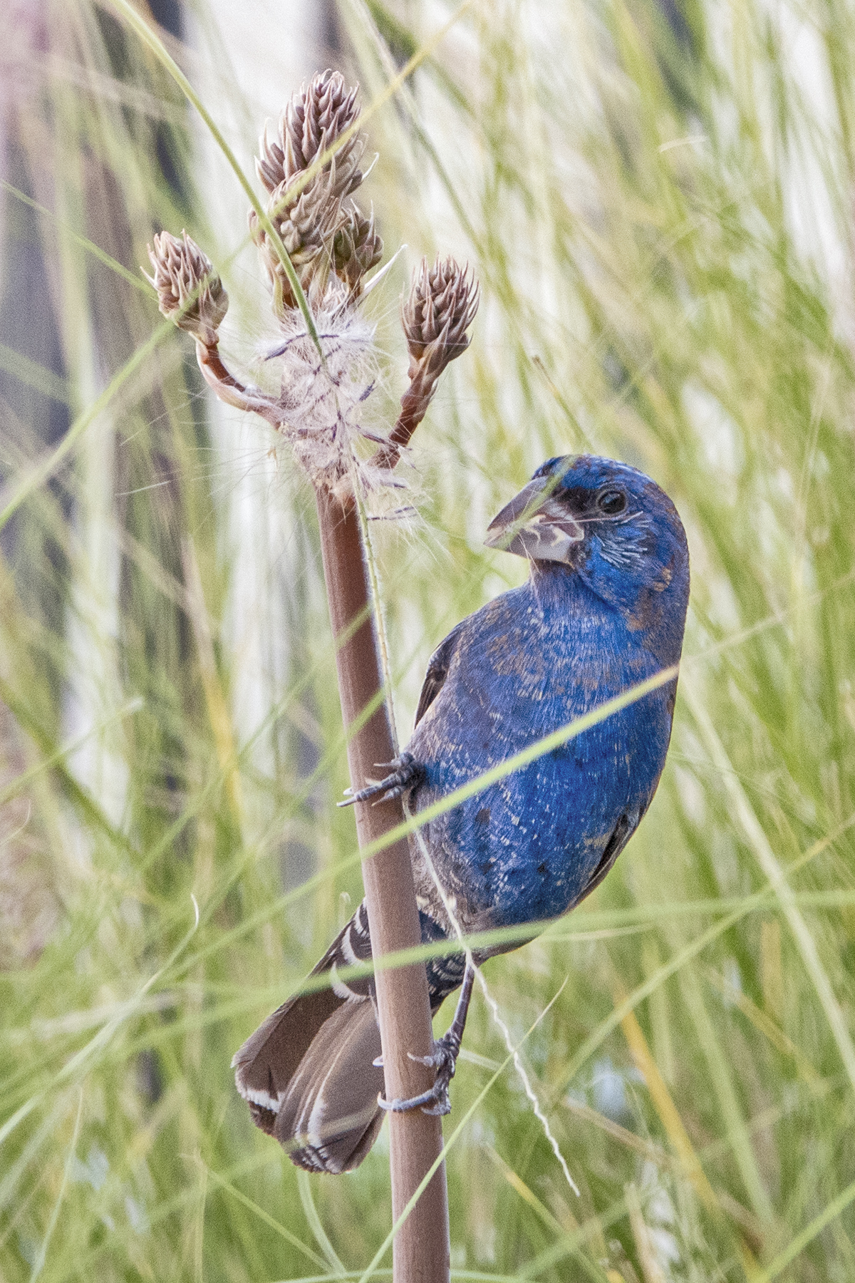 BLUE GROSBEAK-2-DSC02037 copy
