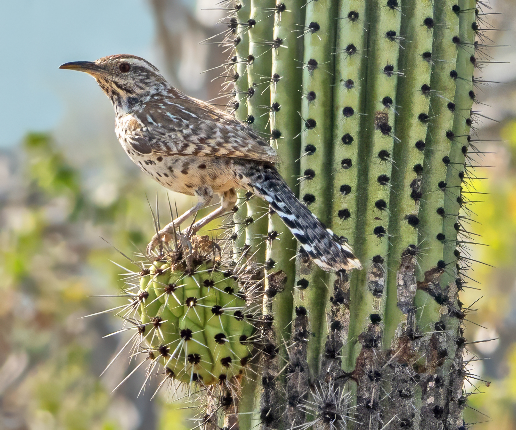 CACTUS WREN-1-DSC00339 copy