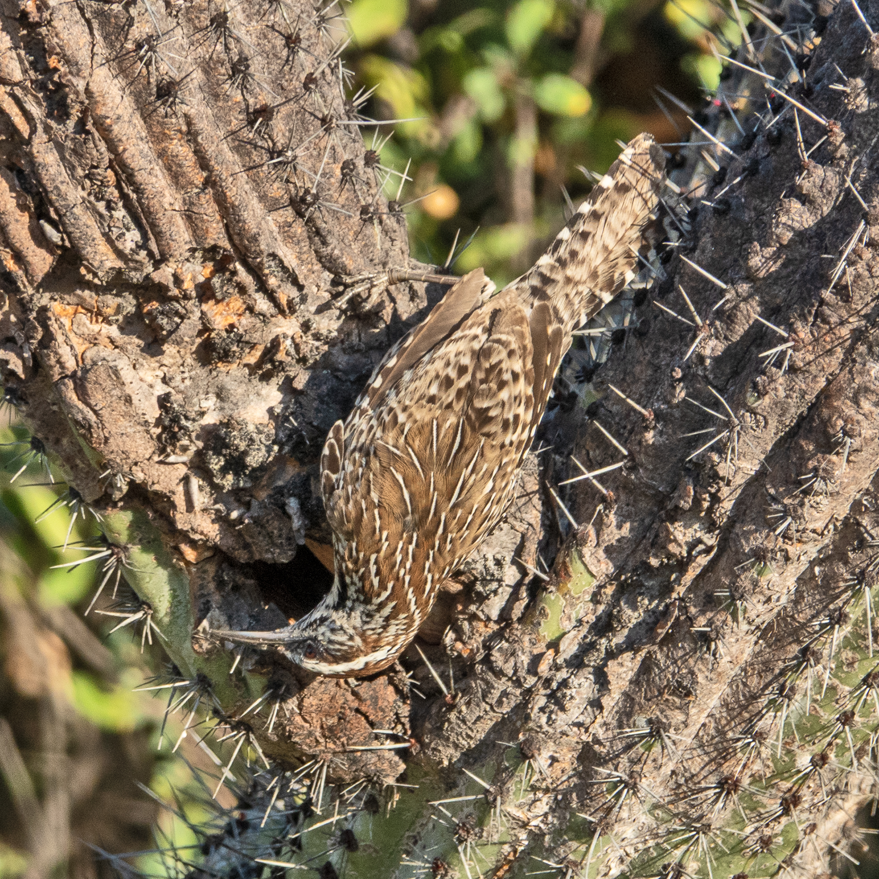 CACTUS WREN-2-DSC01854 copy
