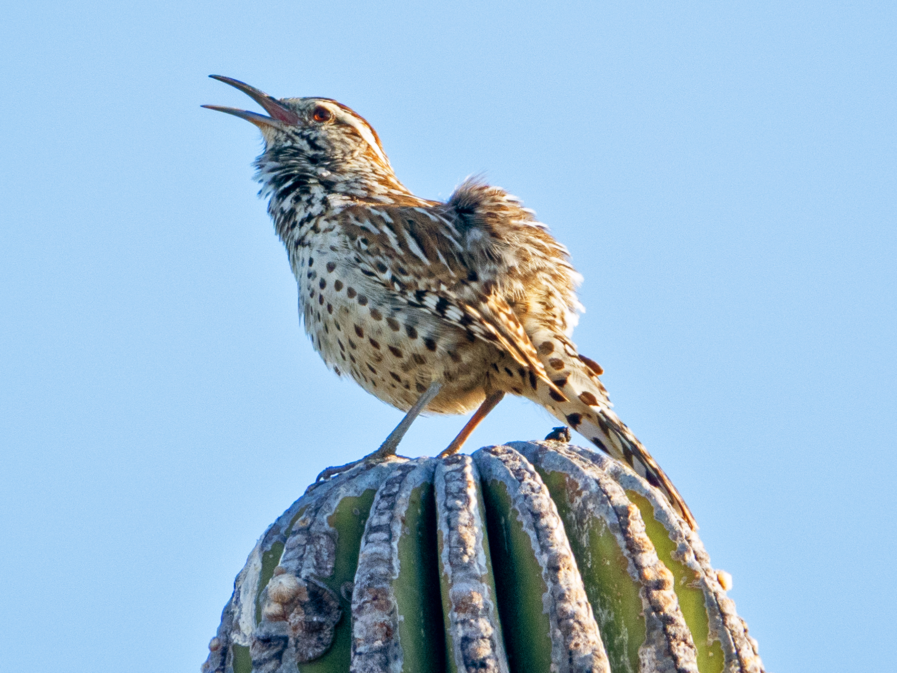 CACTUS WREN-2-DSC08481 copy