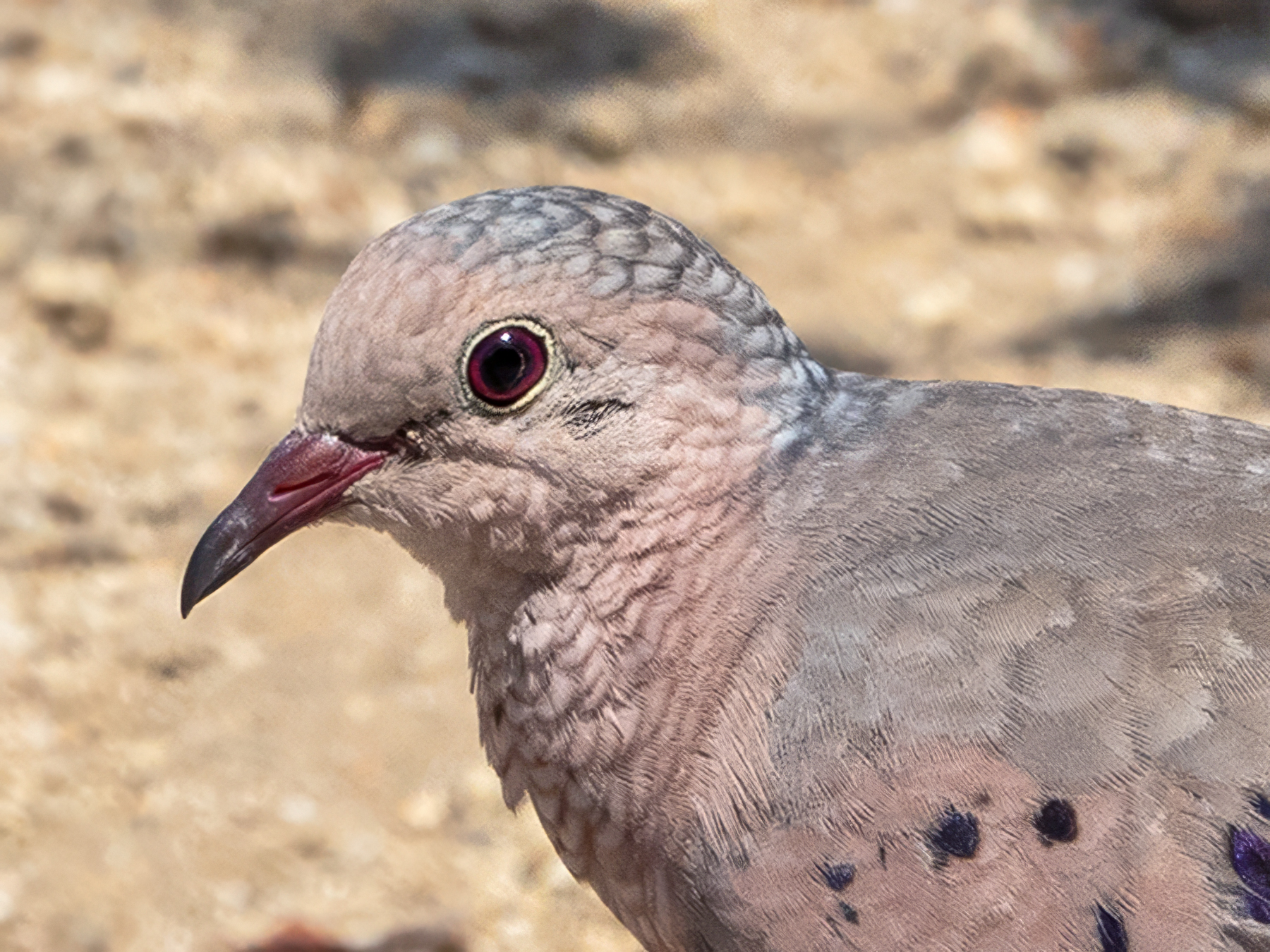 COMMON GROUND DOVE-1-DSC00092 copy
