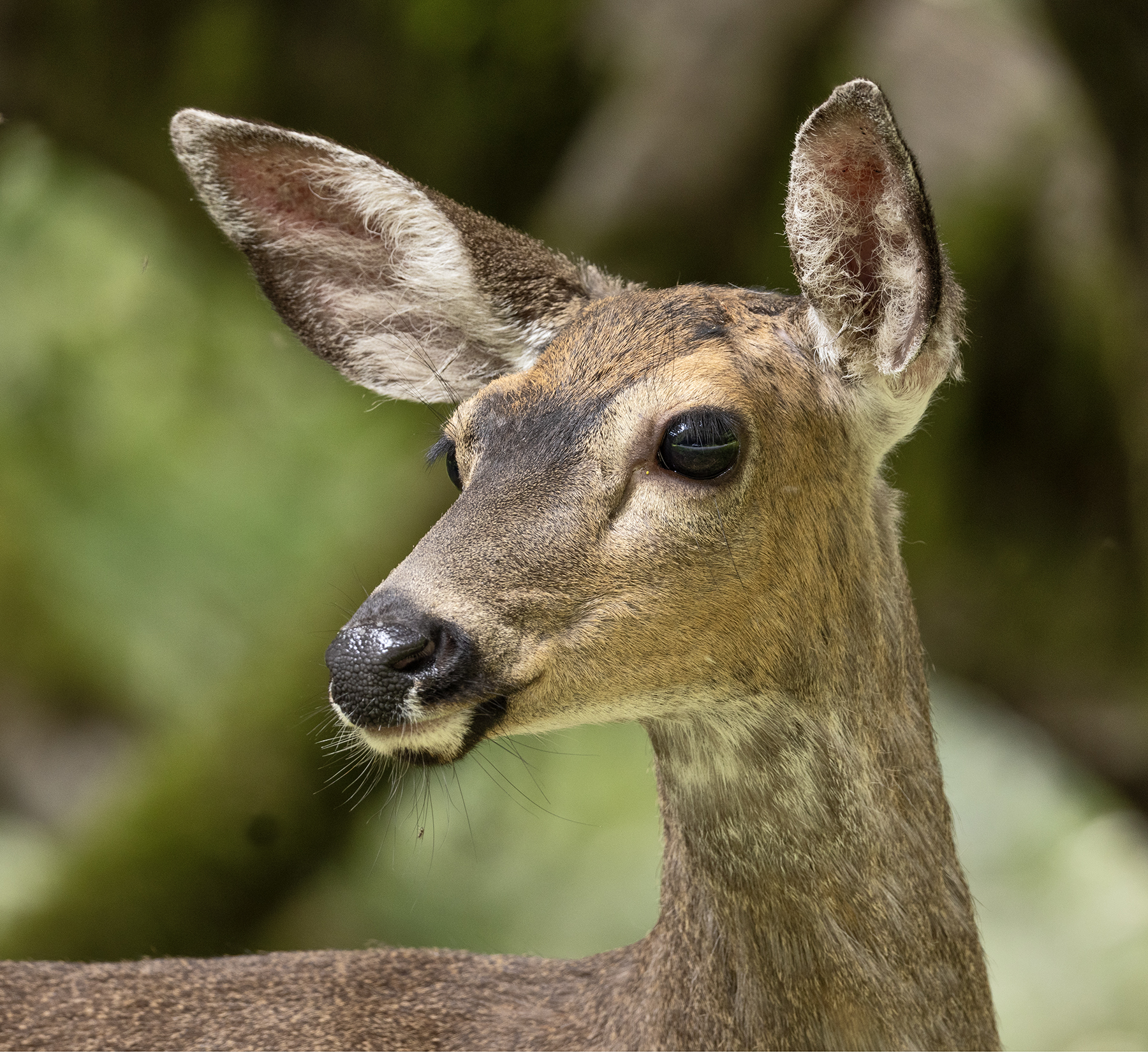 DEER-2-333A5899 copy
