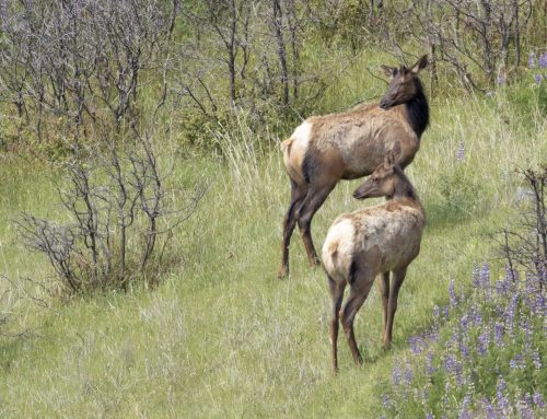 Catch of the Day: Lupine, Elk, and Condor