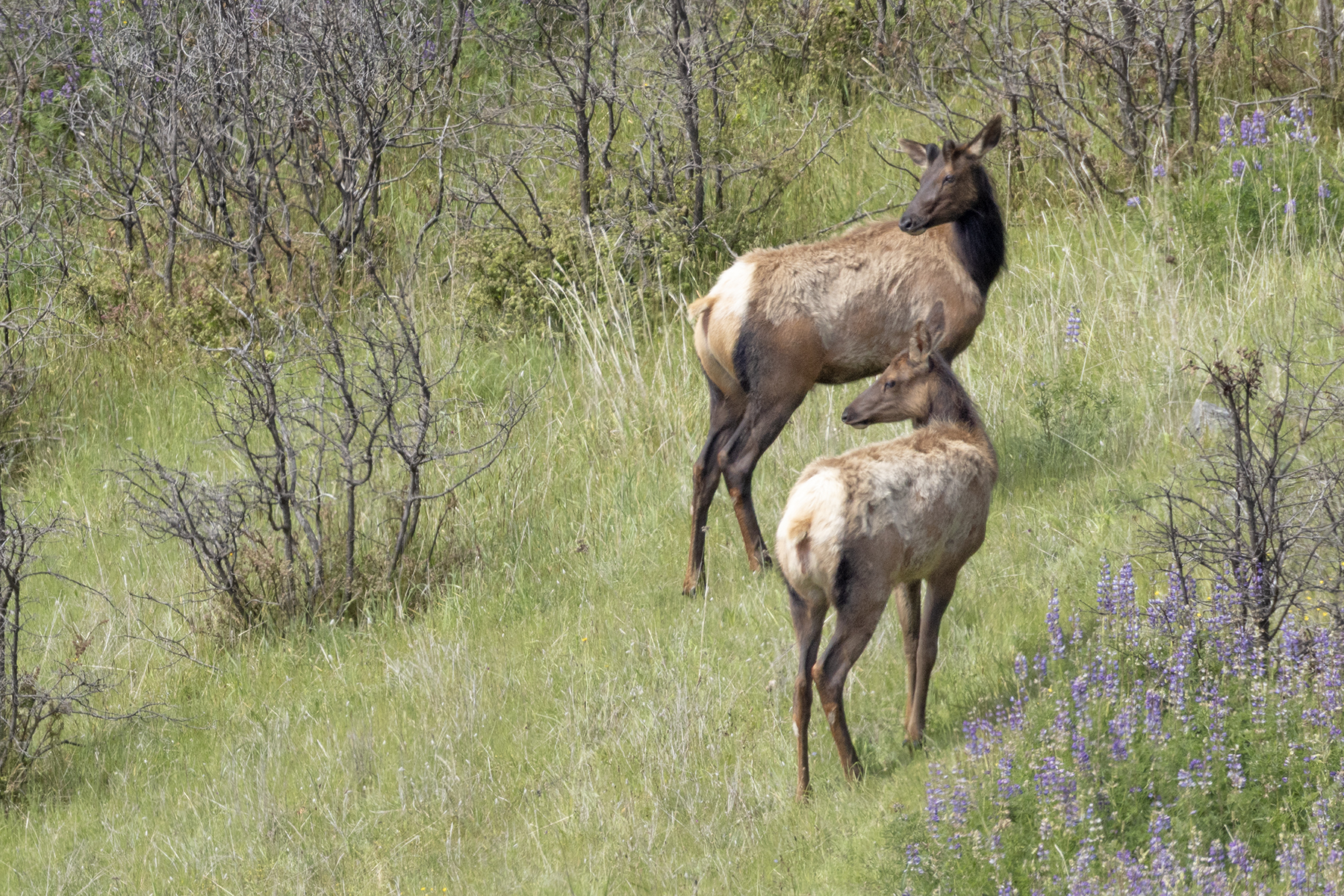 ELK-4-333A5486 copy