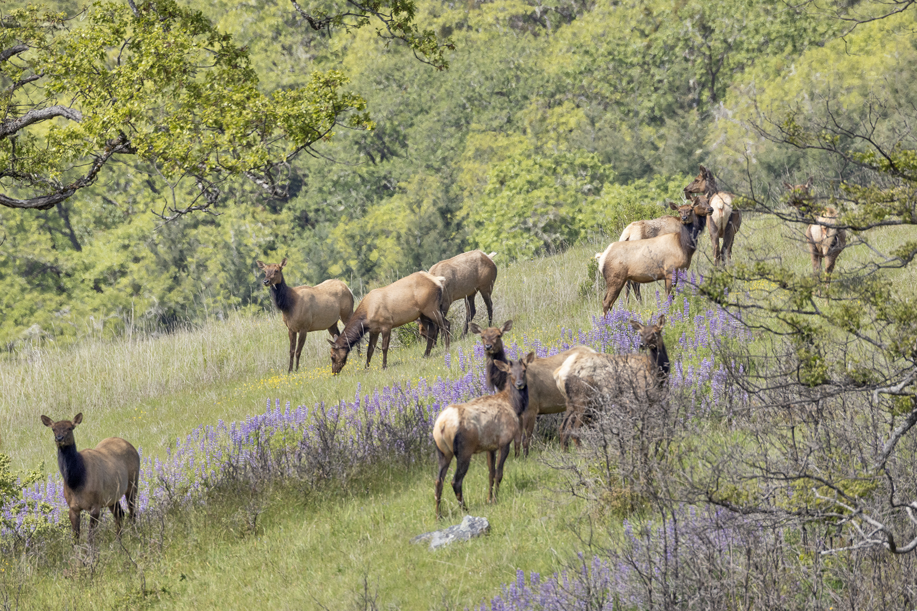 ELK-5-333A5494 copy