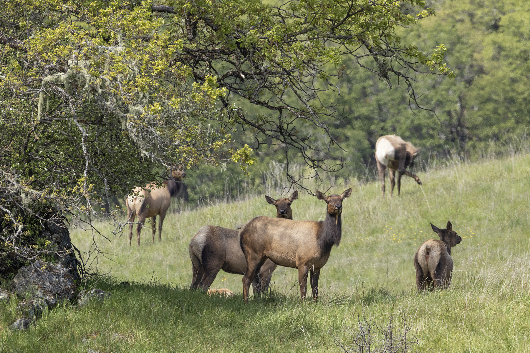 ELK-6-333A5500 copy