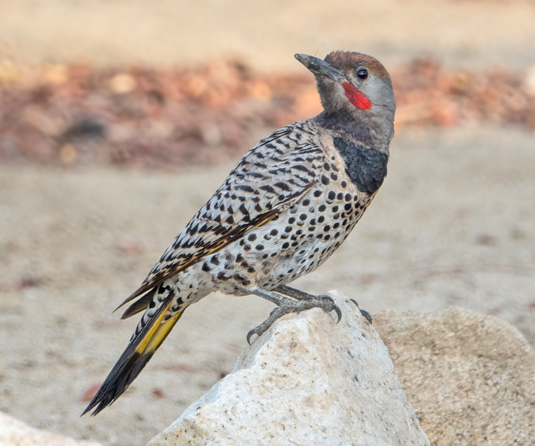 GILDED FLICKER-2-DSC00764 copy