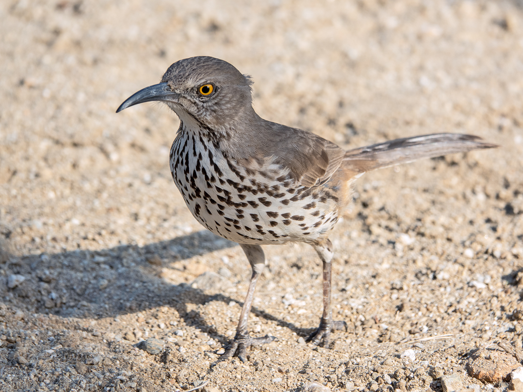 GRAY THRASHER-1-DSC09323 copy